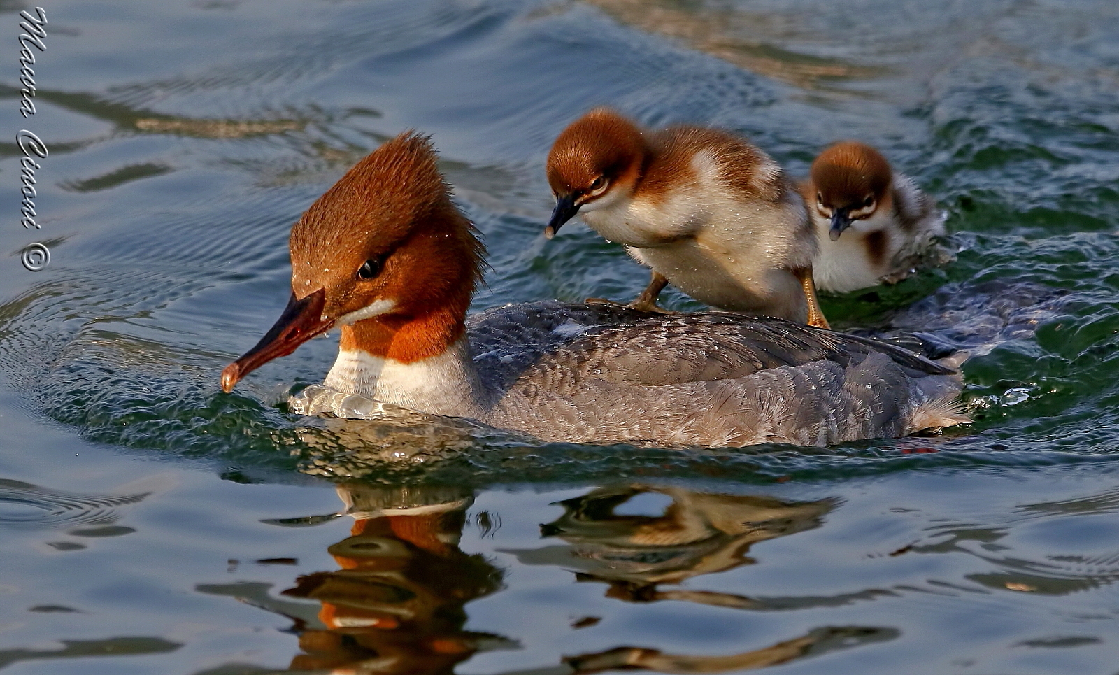 Merganser Female and Pulli: the strenuous ascent!
