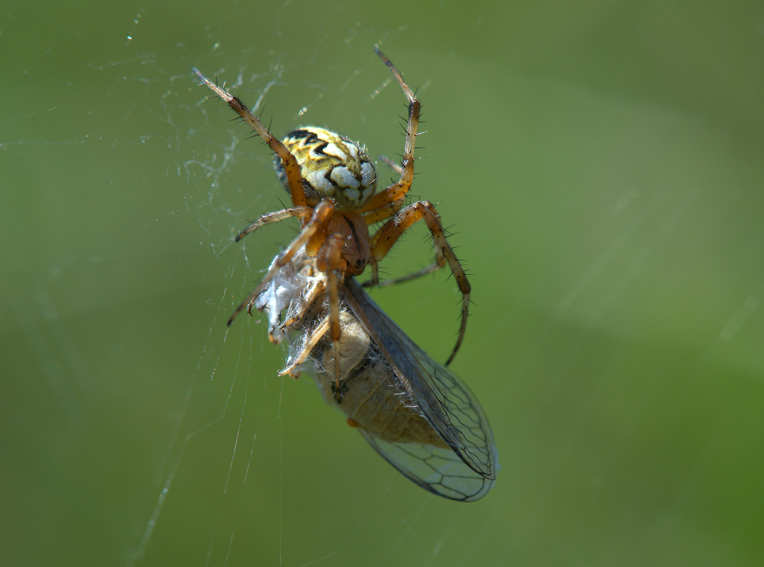 Spider with Prey