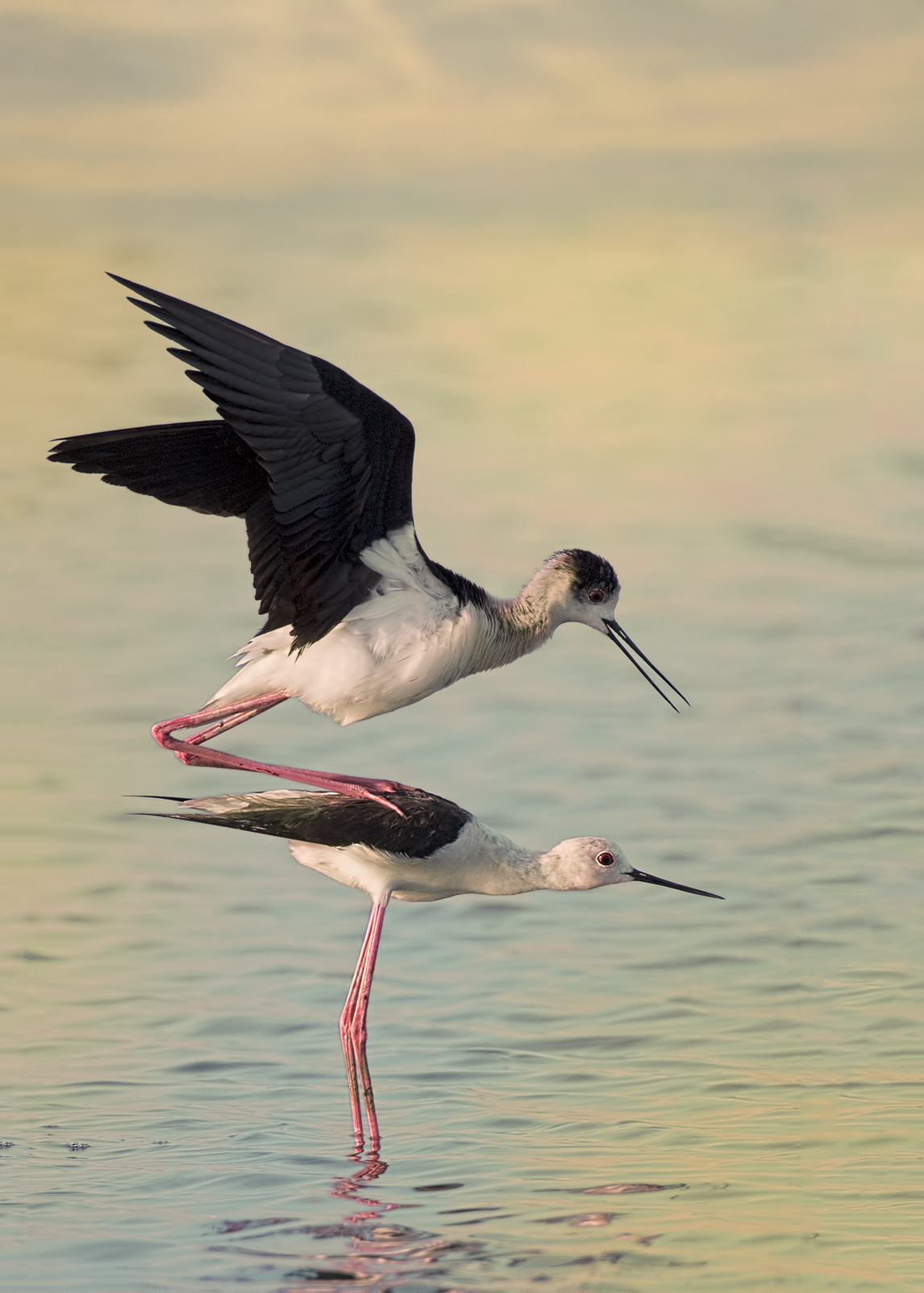 Saline di Comacchio: cavalieri in accoppiamento