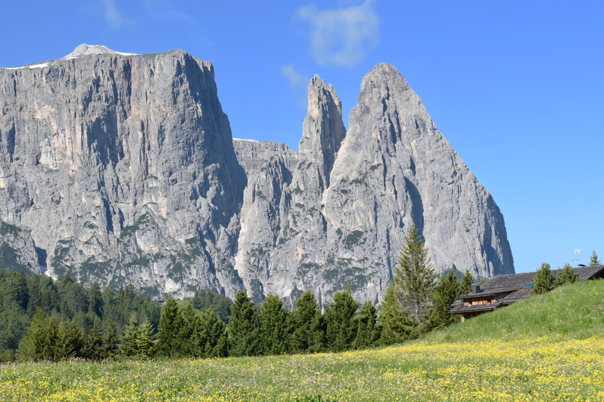 Alpe di Siusi in Fiore and Sciliar