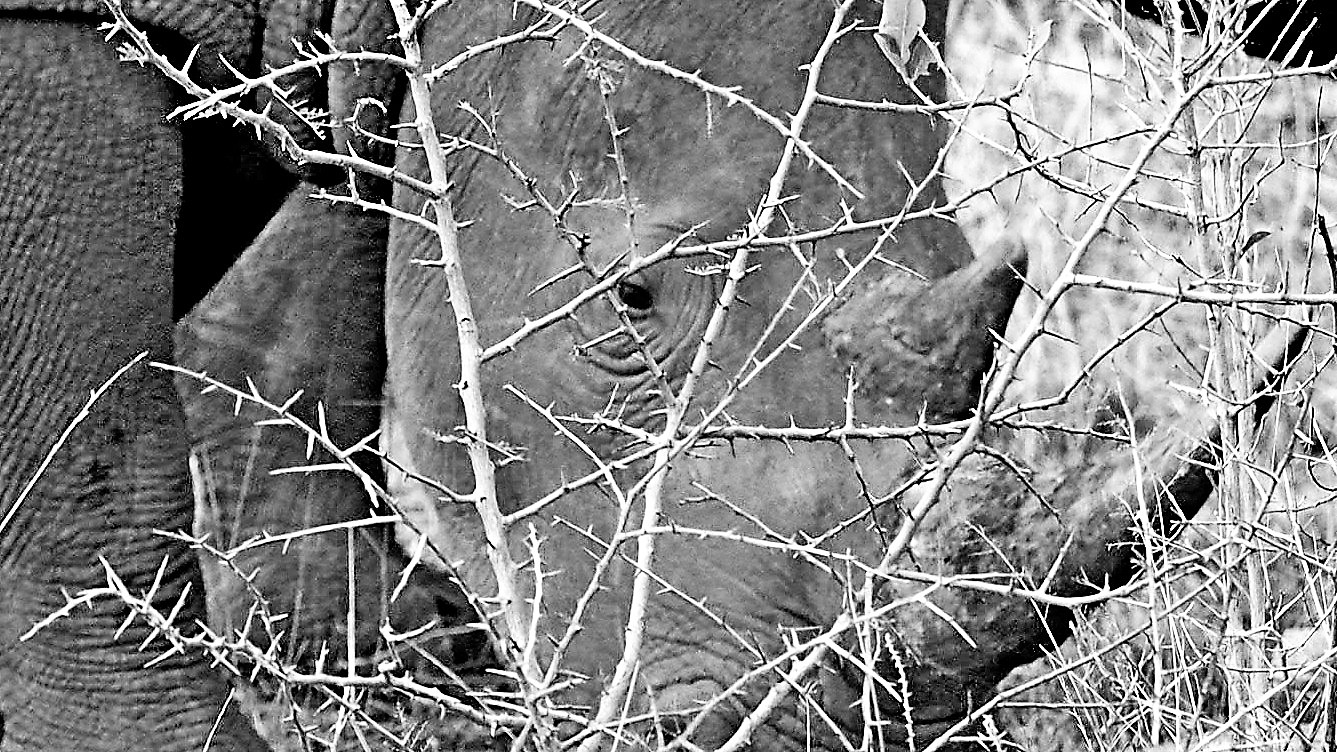 Small and large... thorns