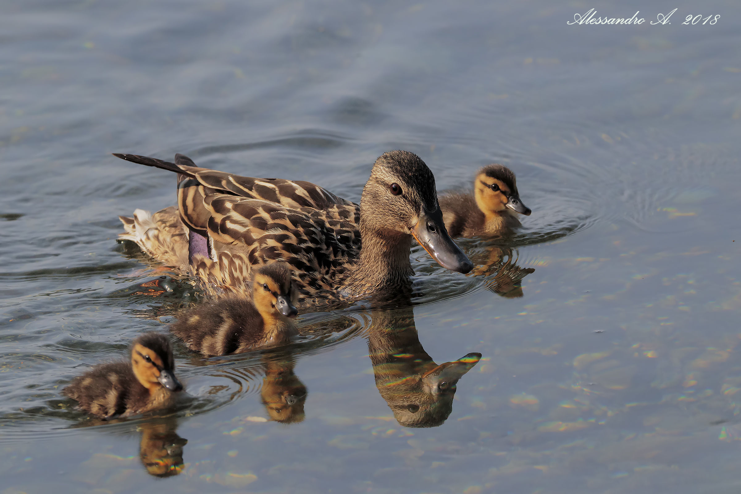 Germano Reale femmina