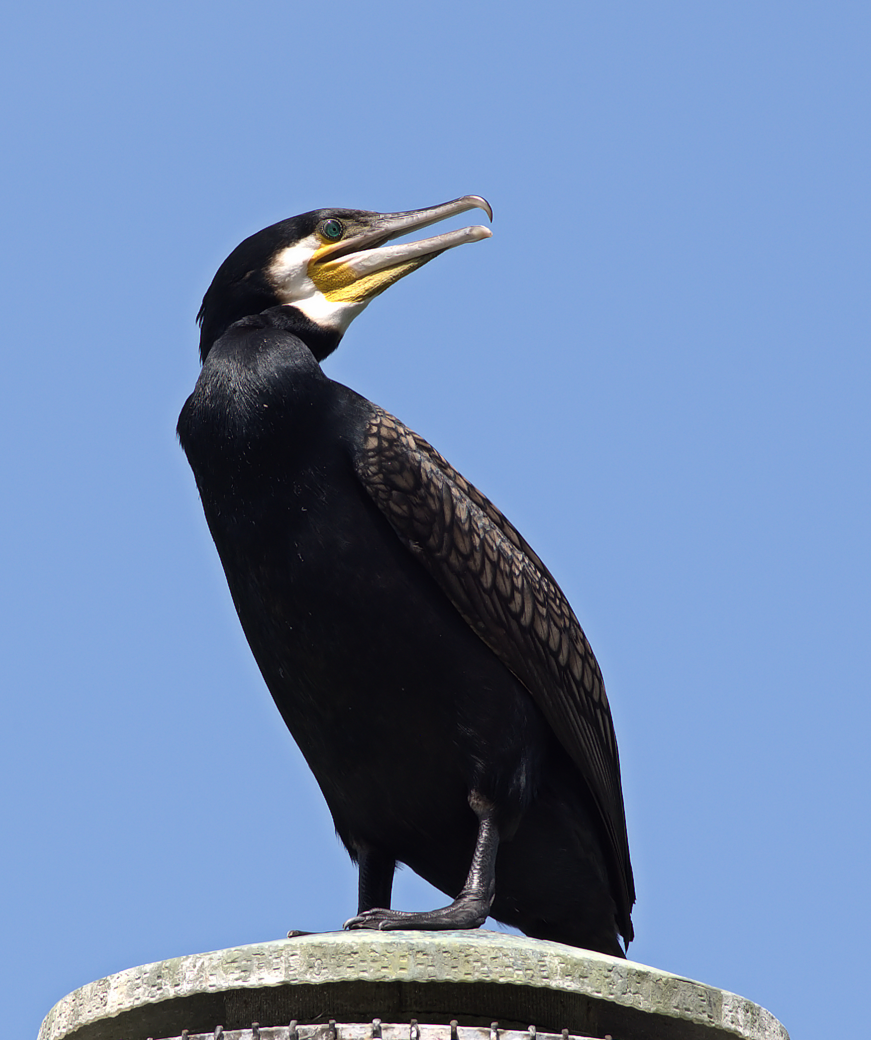 Cormorant