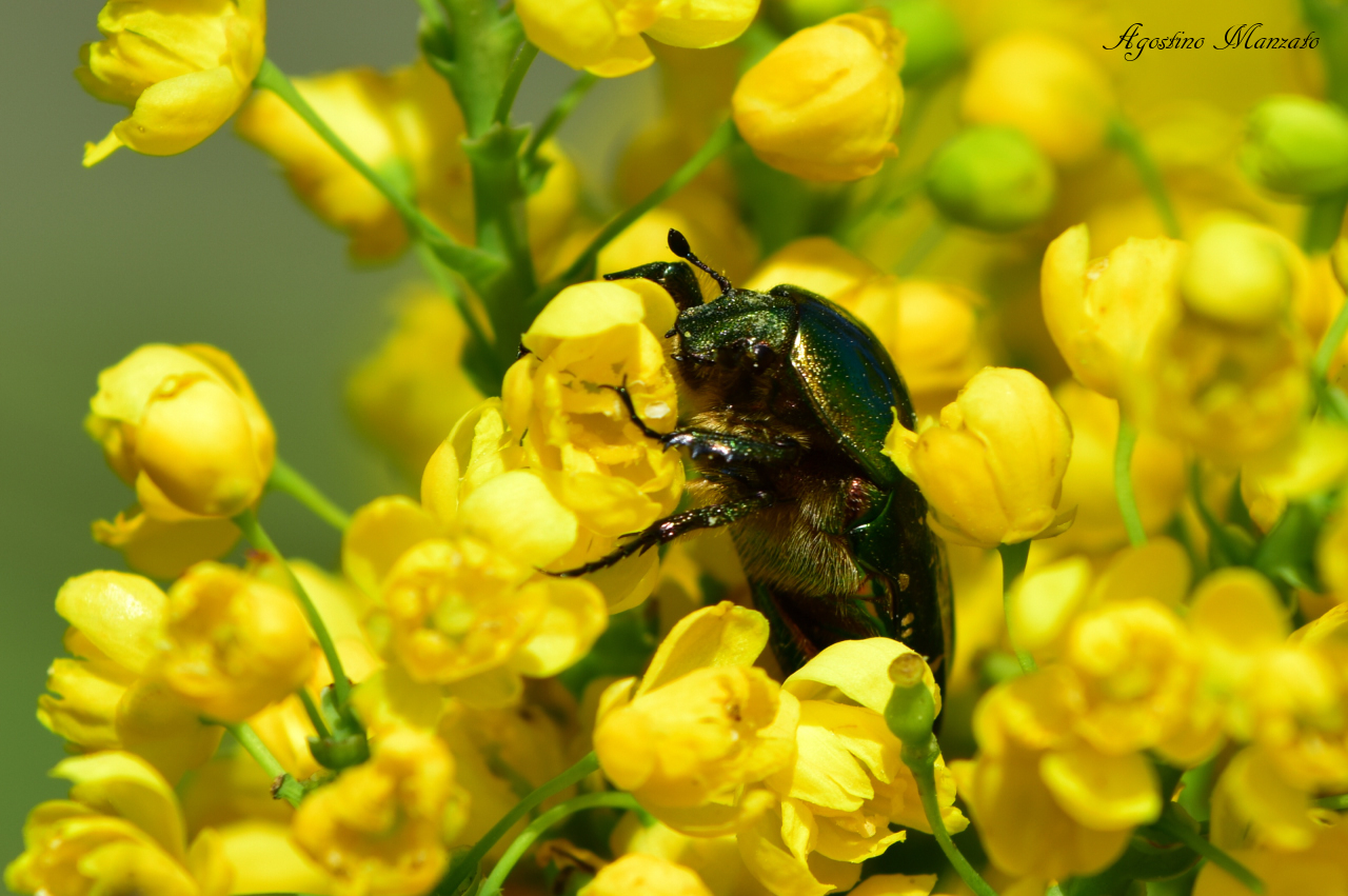 Coletottero giallo/verde (va di moda)