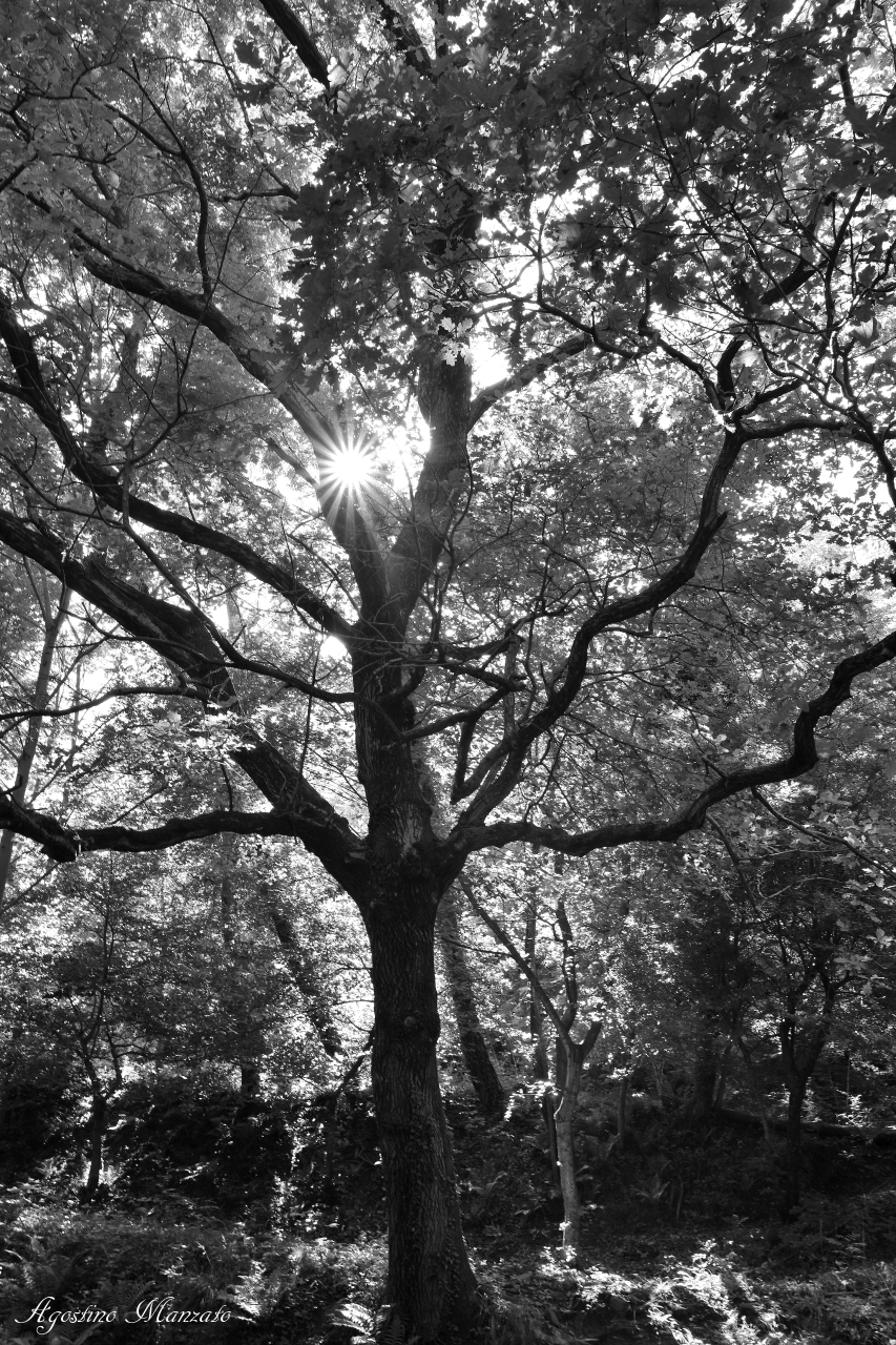 The Great oak of the Remuda