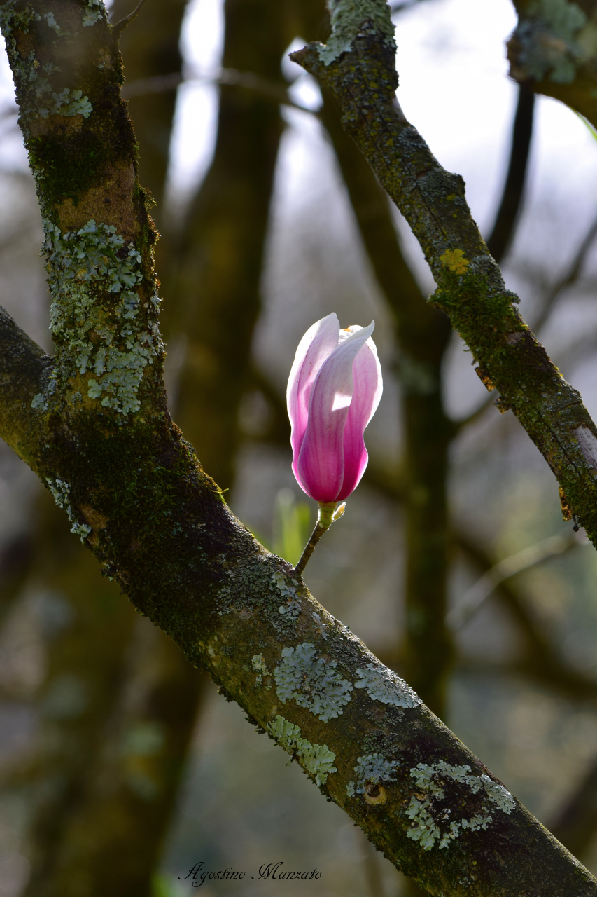 La magnolia nascosta
