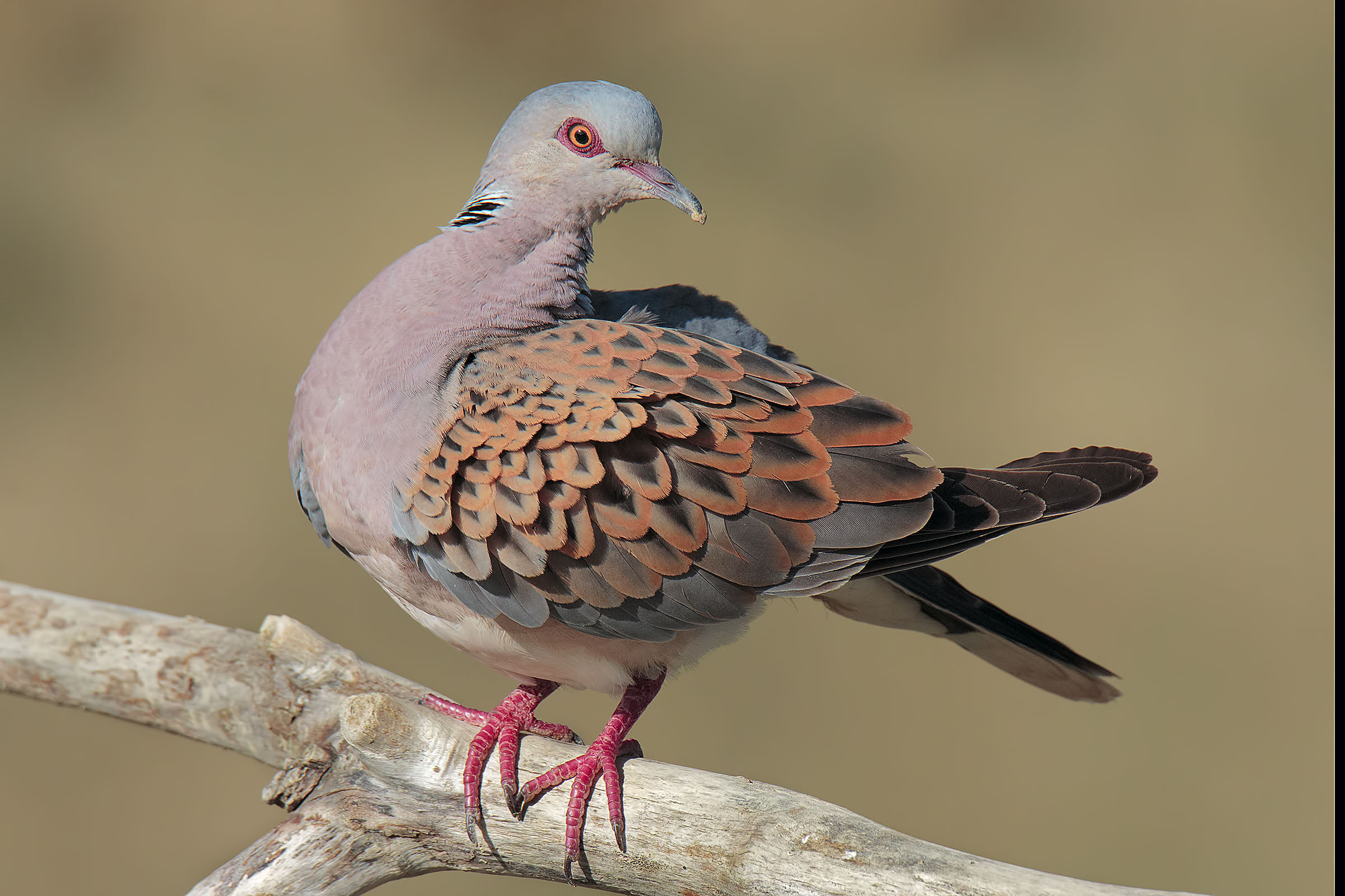 Wild Dove
