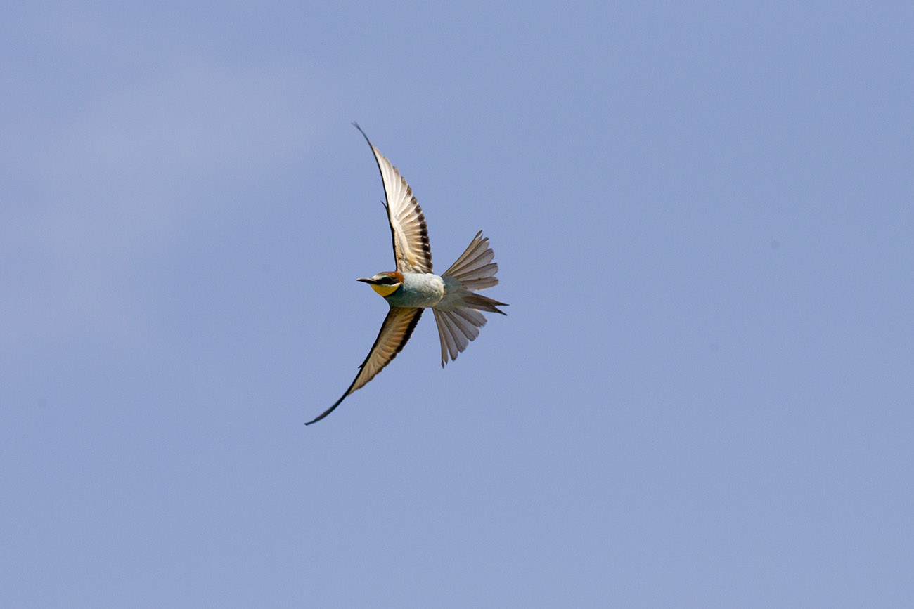 Gruccione  acrobatico