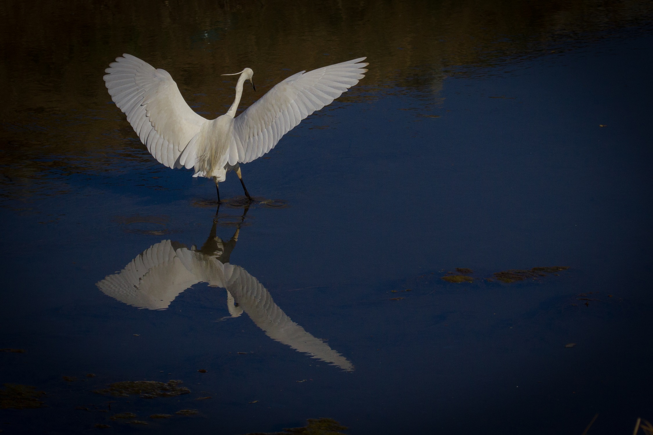 Egret