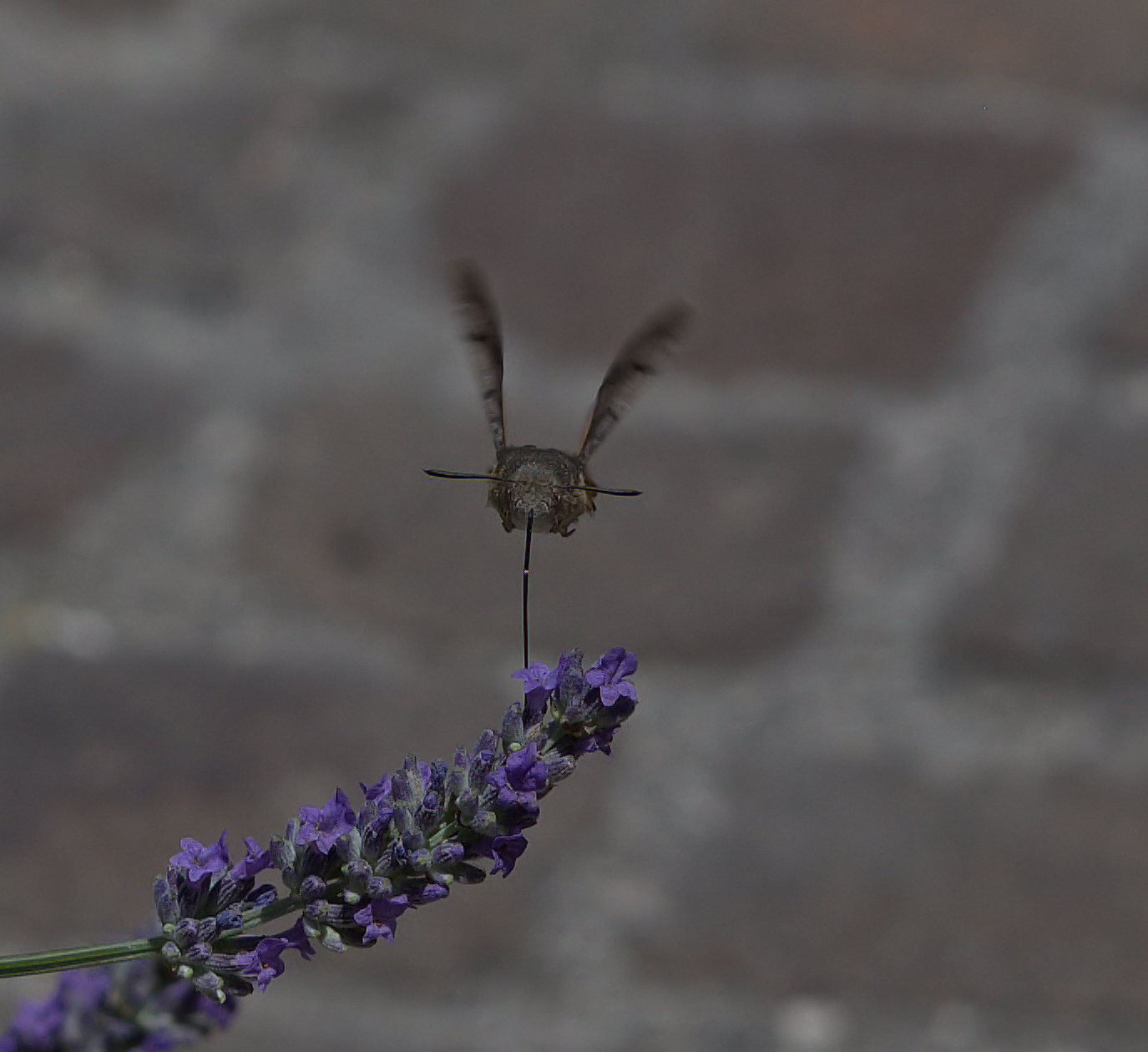 To you for you with the Sphinx Hummingbird