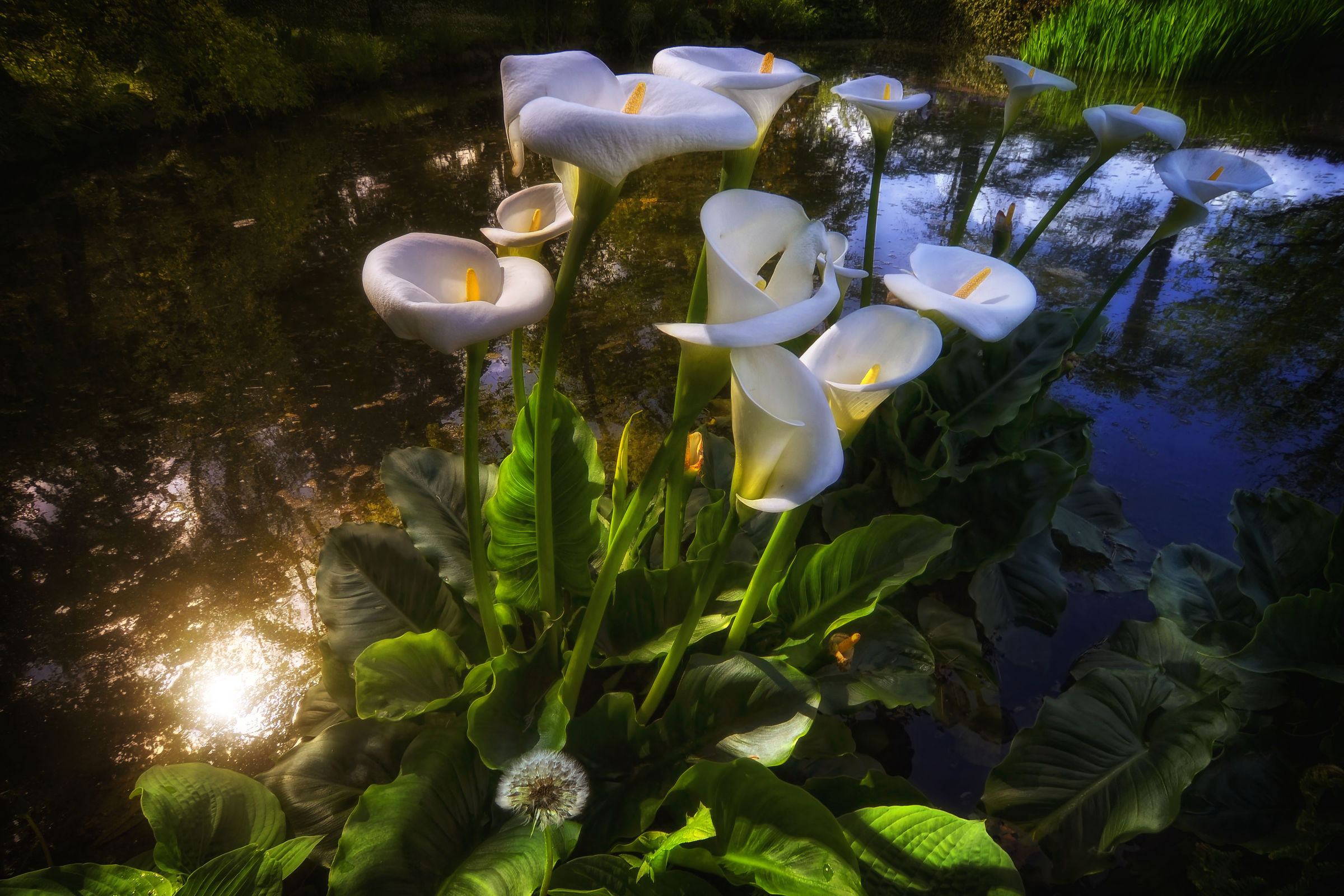 Un bagliore nello stagno