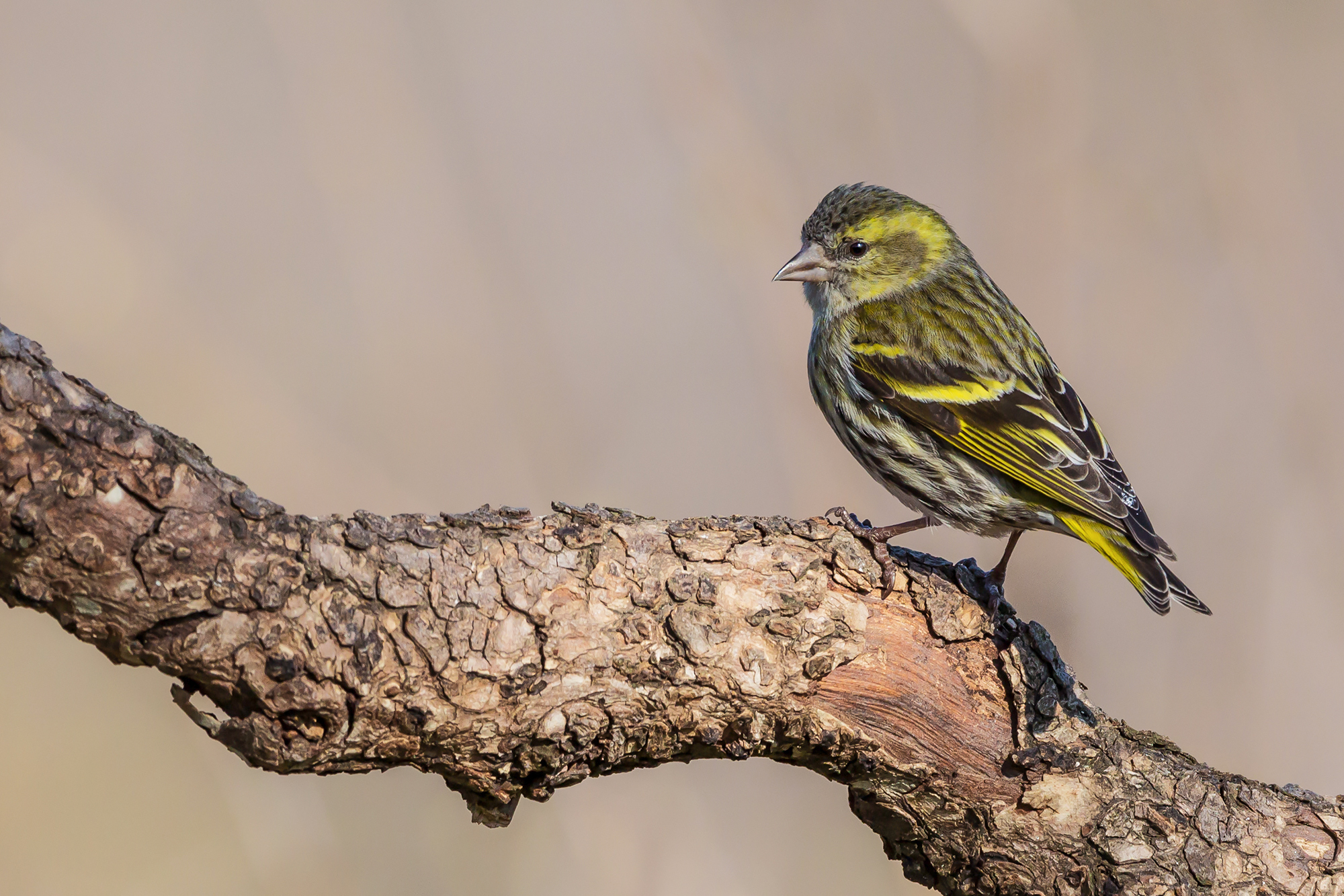 Siskin
