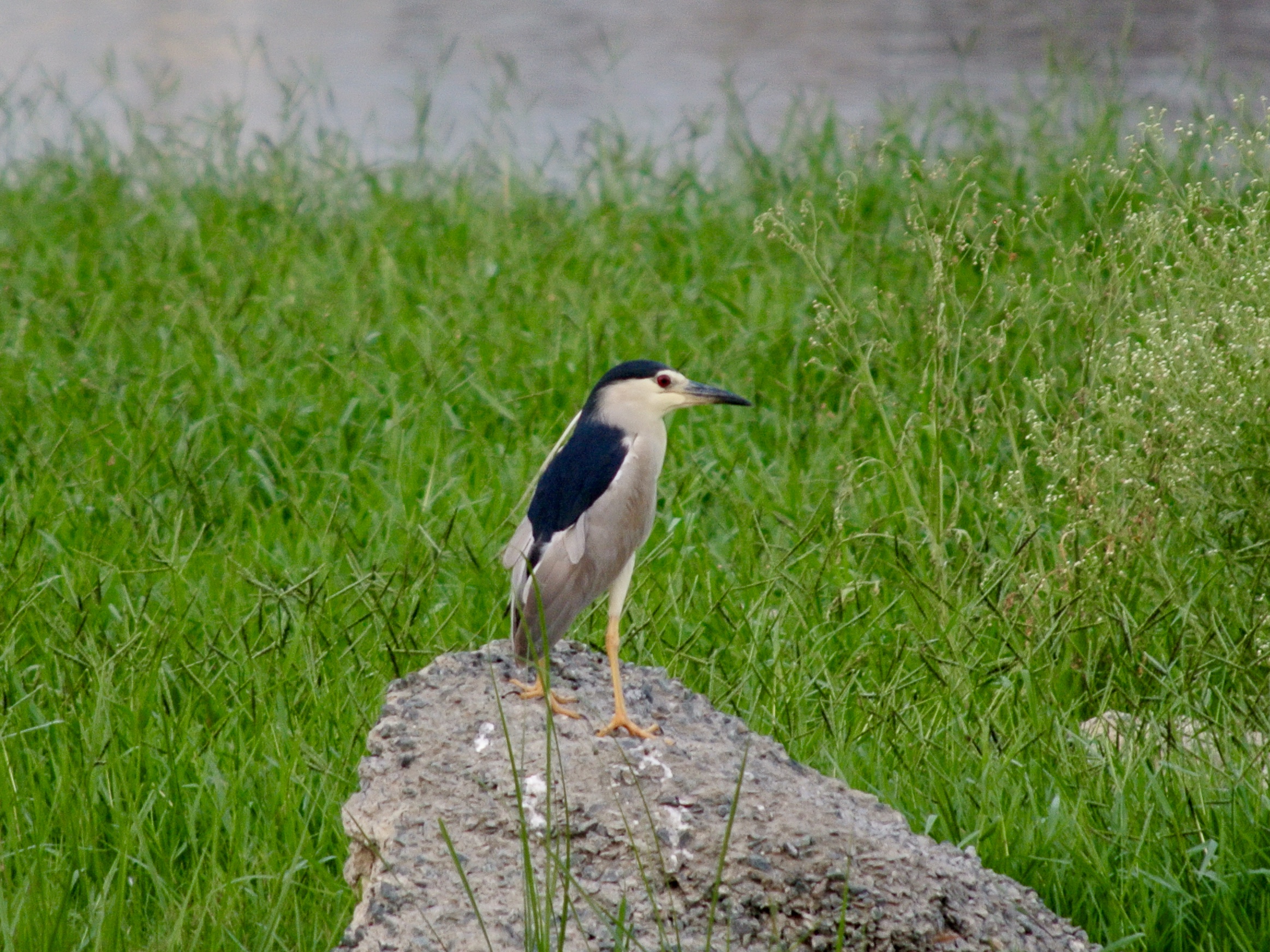 Night Heron