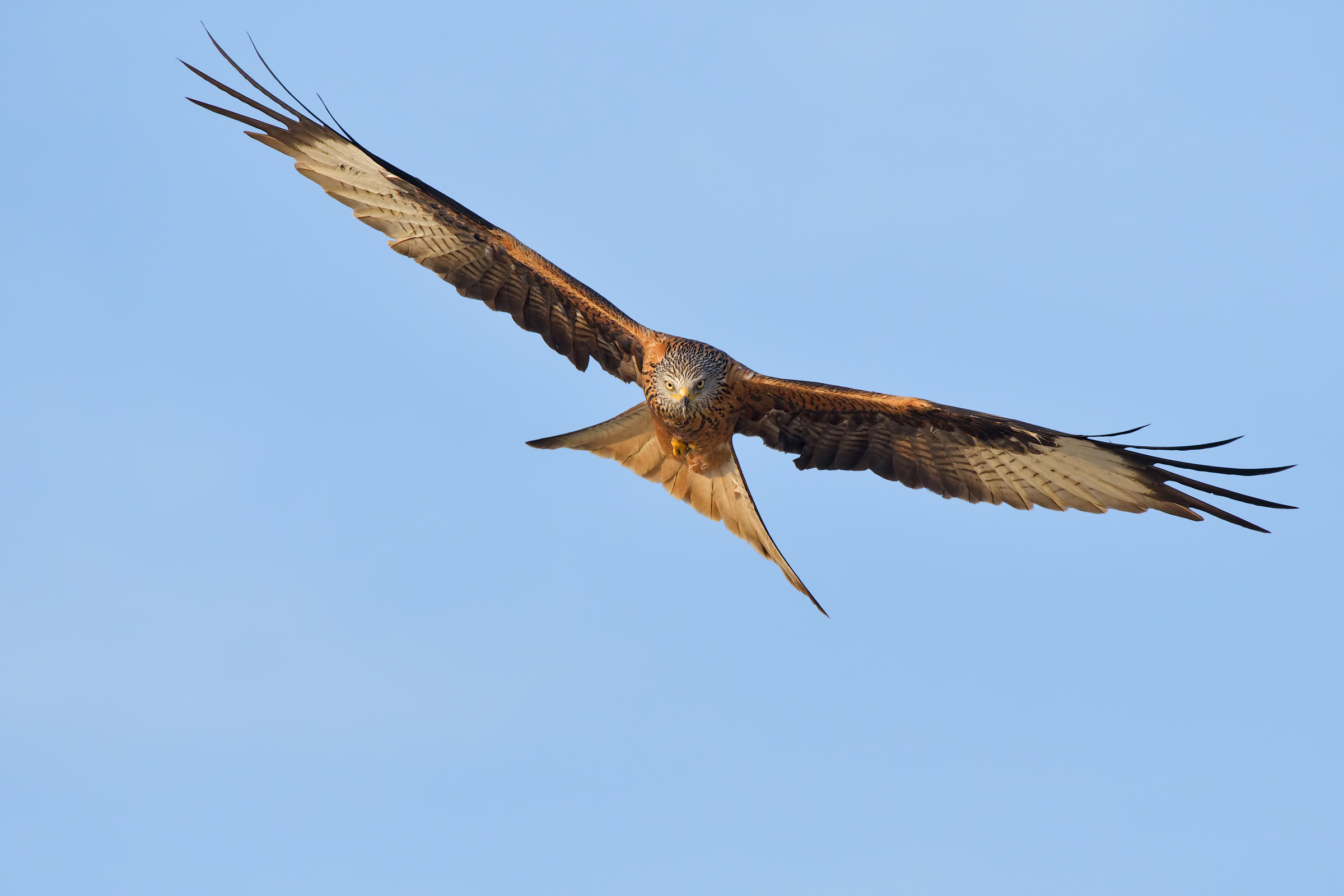 Red Kite (Milvus Milvus)