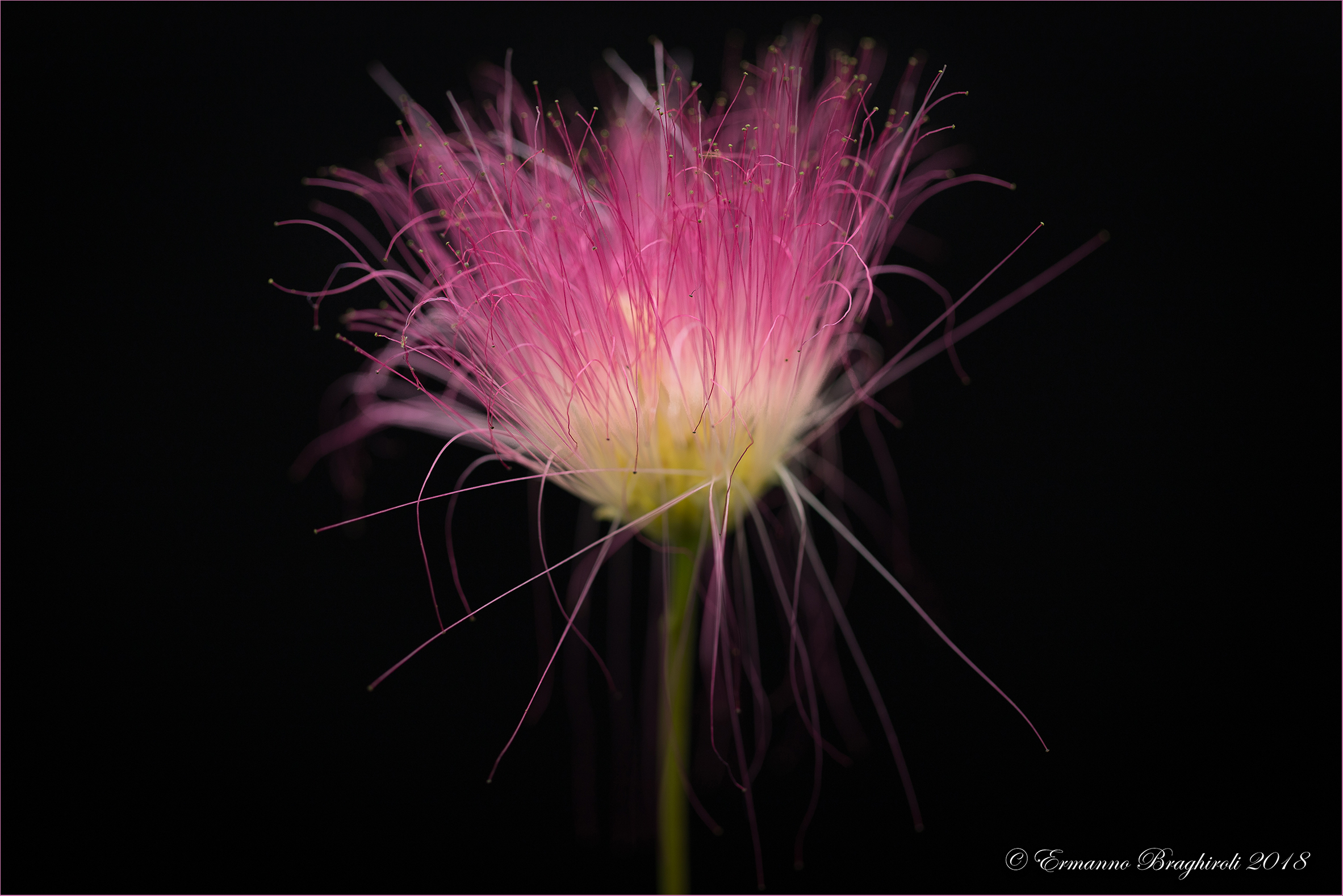 Red, purple and yellow