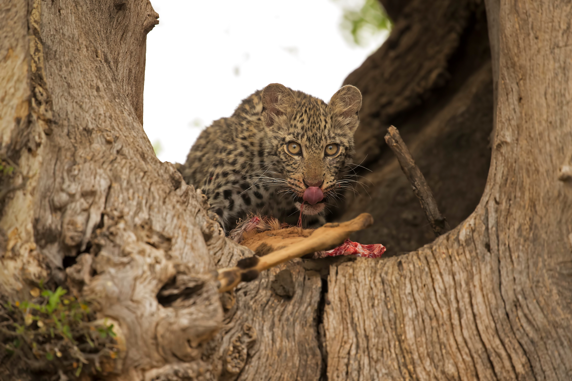 The meal of the little