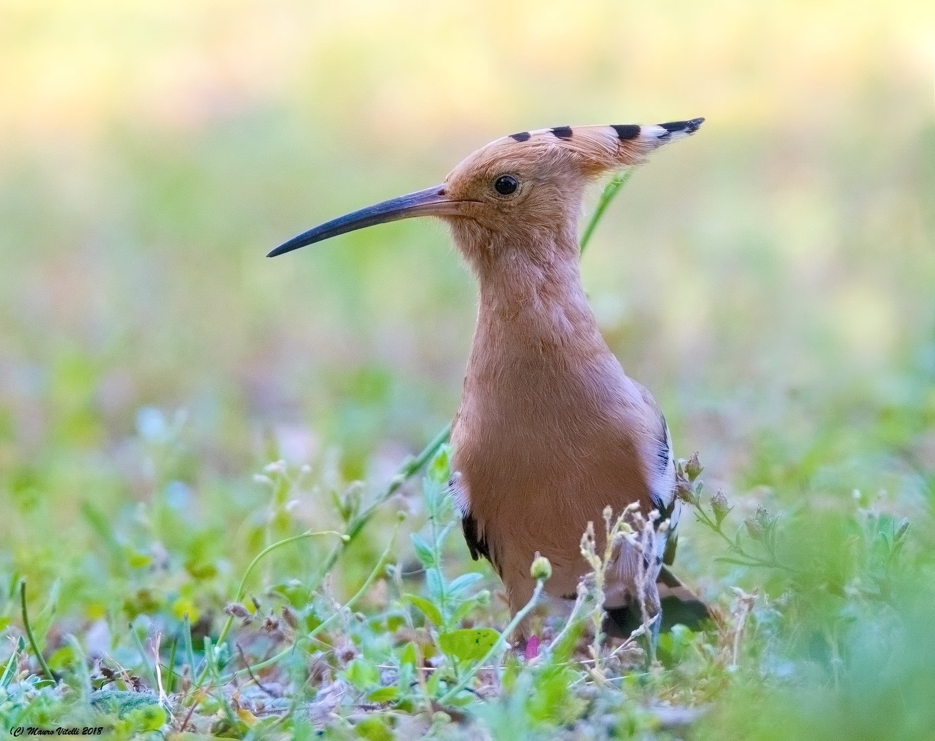 Hoopoe... lying on the ground