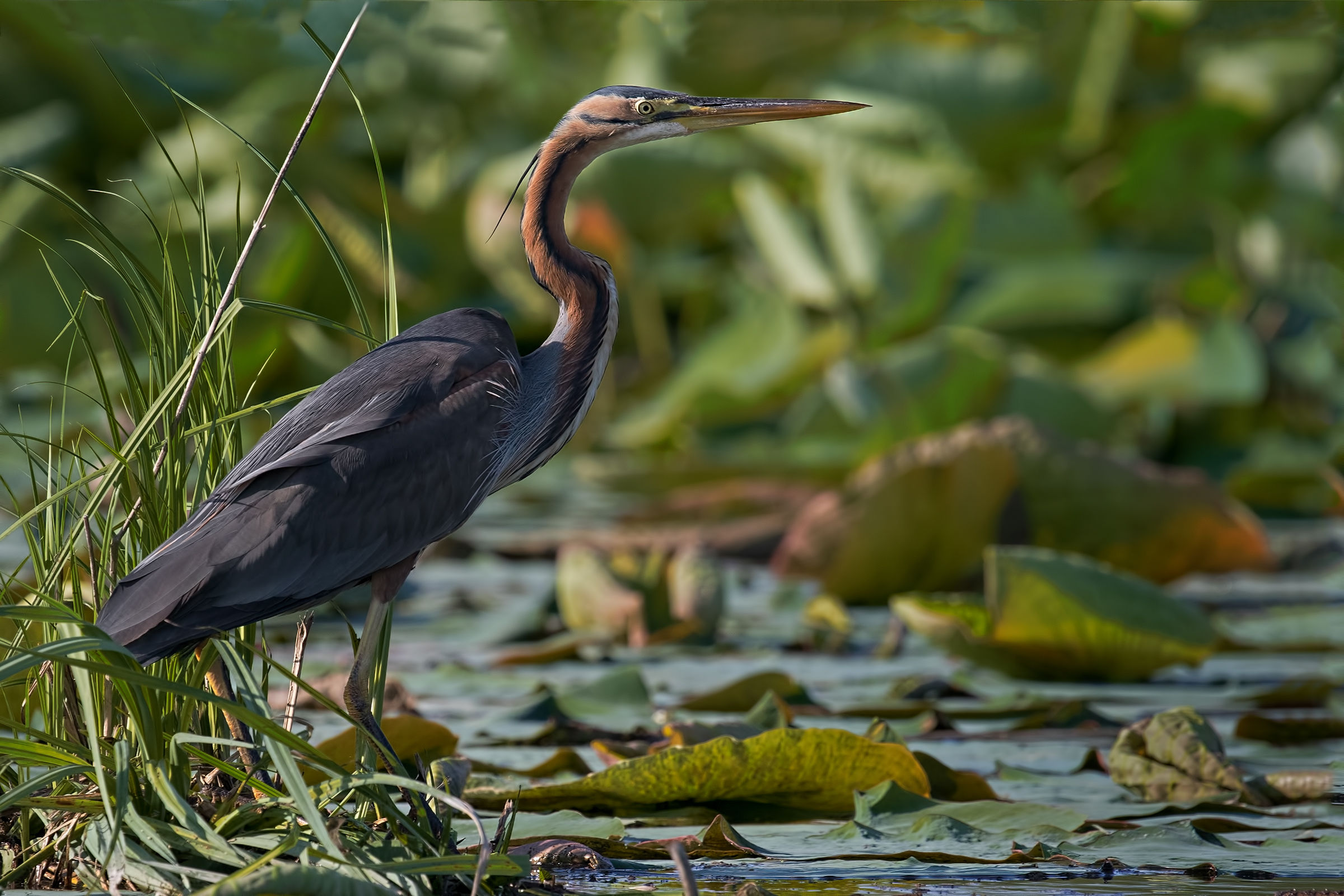 Lago Superiore di Mantova