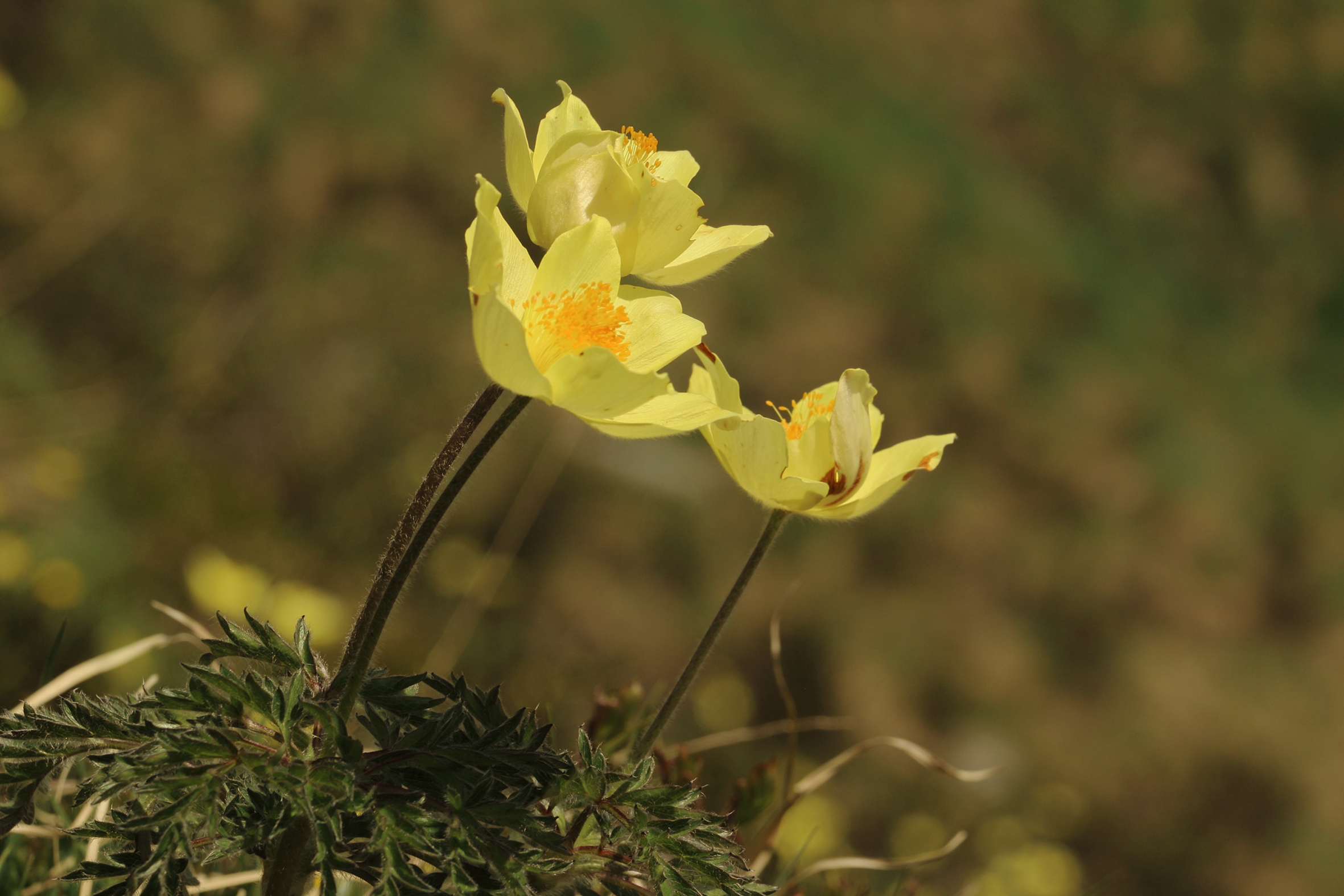 Anemones on the dying