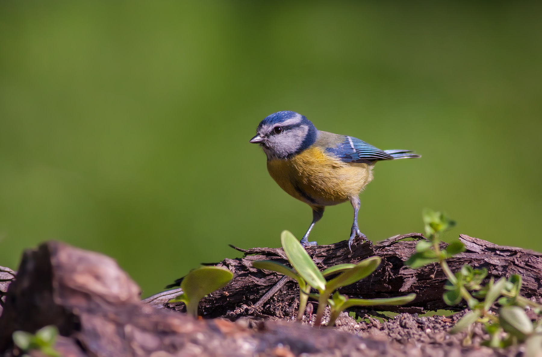 La casa della Cinciarella