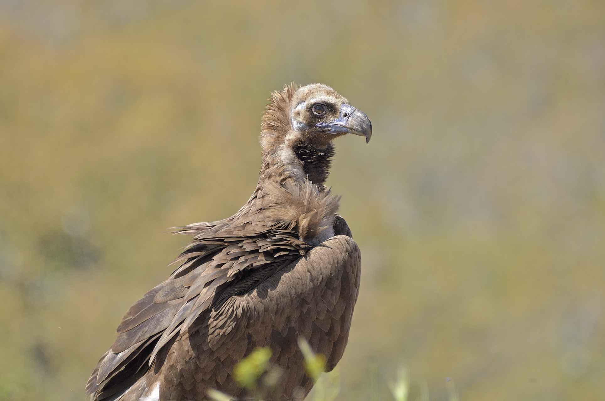 Adulto di avvoltoio monaco