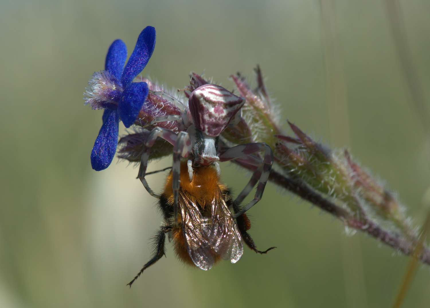 Crab Spider with Bumblebee
