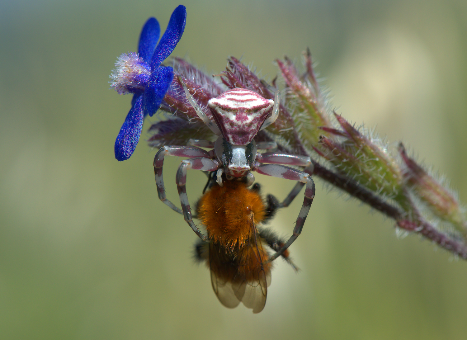 Crab Spider with Bumblebee