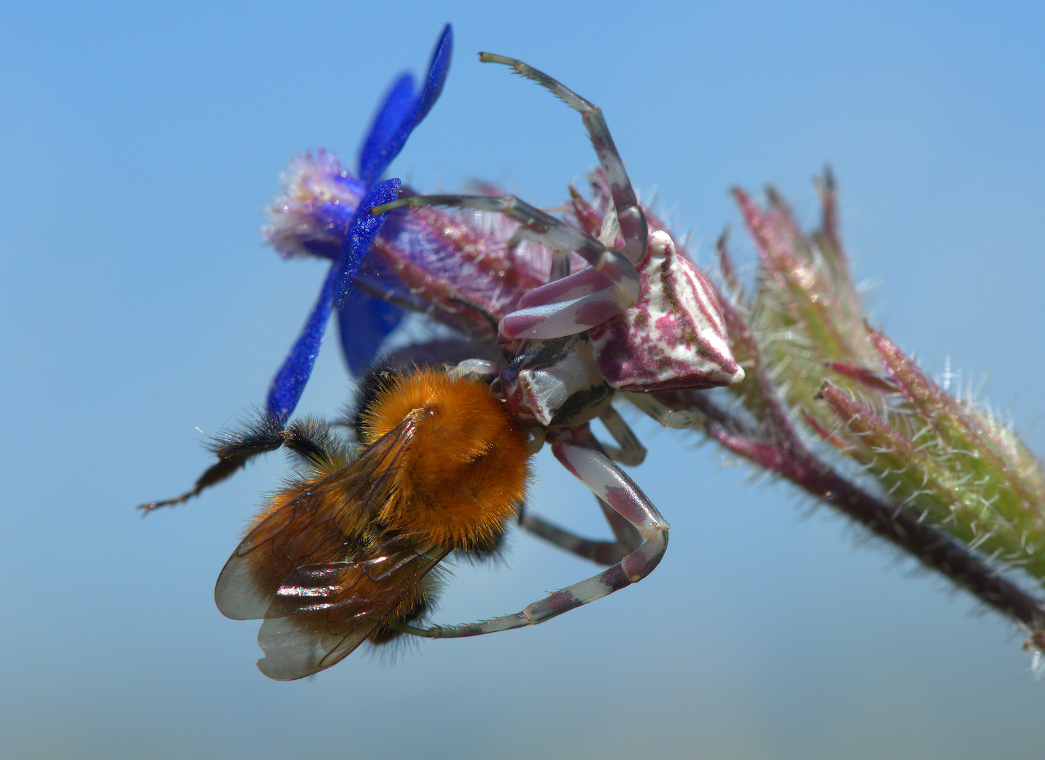 Crab Spider with Bumblebee