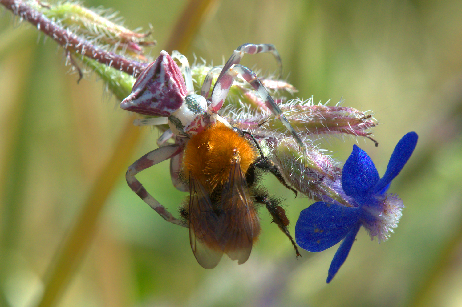Crab Spider with Bumblebee