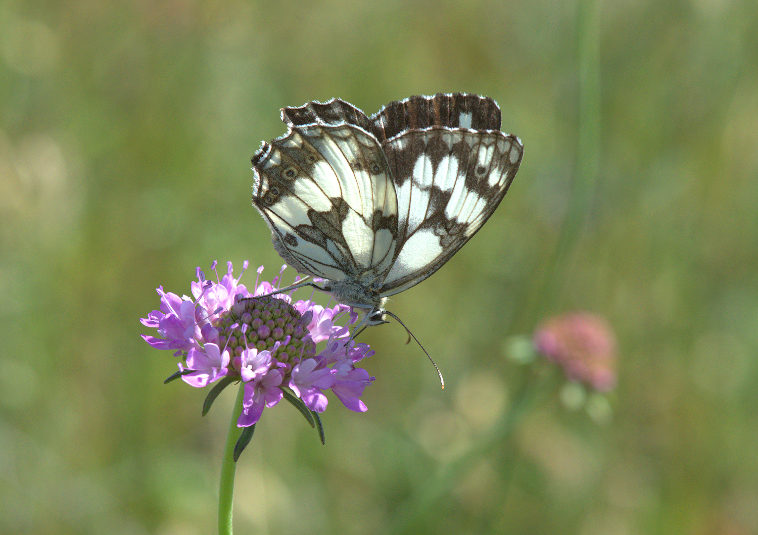Marbled Galathea