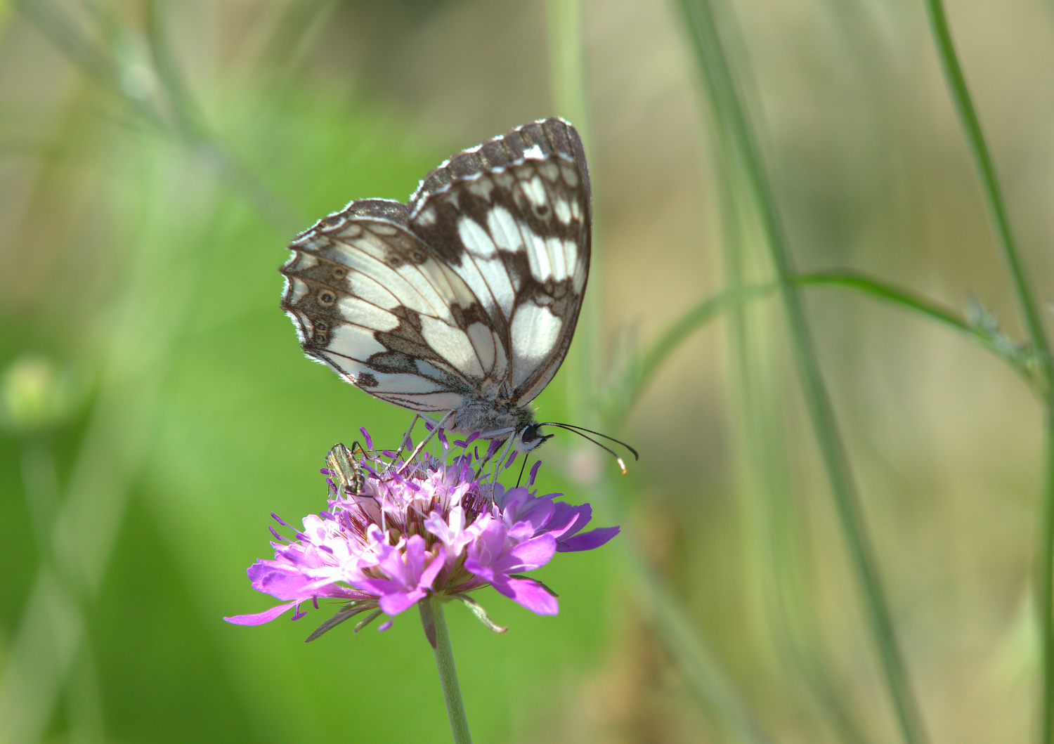 Marbled Galathea