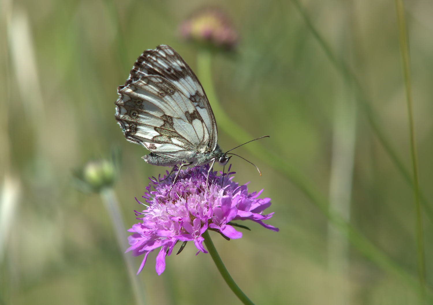 Marbled Galathea