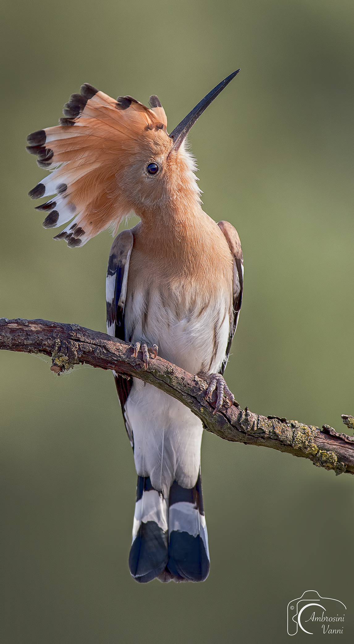 Vanity Hoopoe