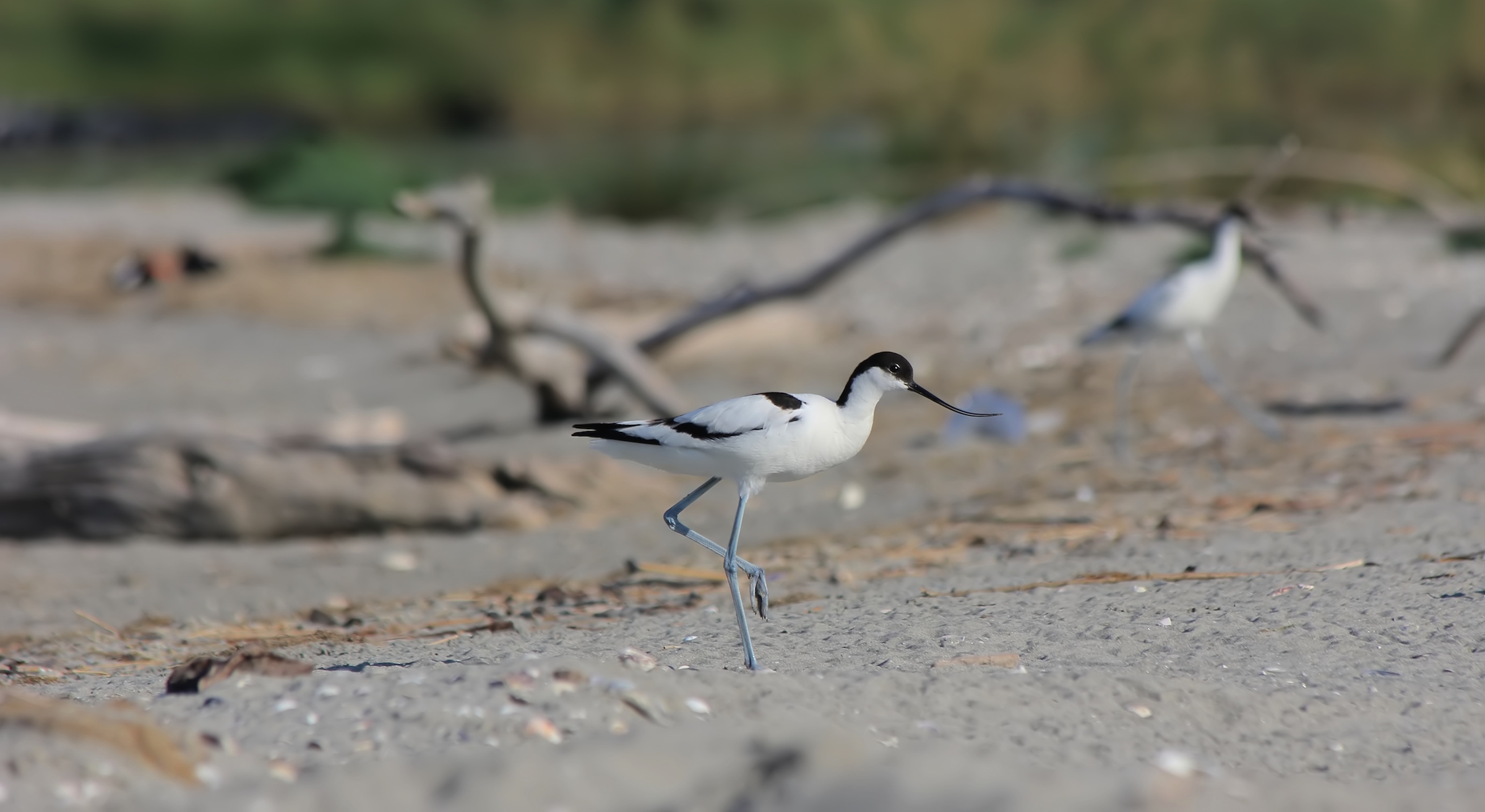 Avocet