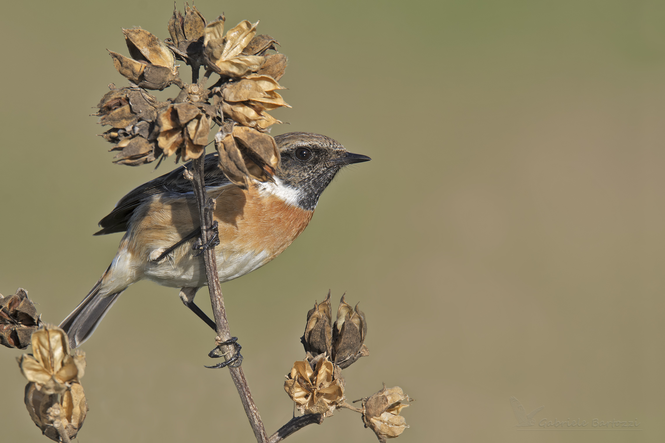Stonechat