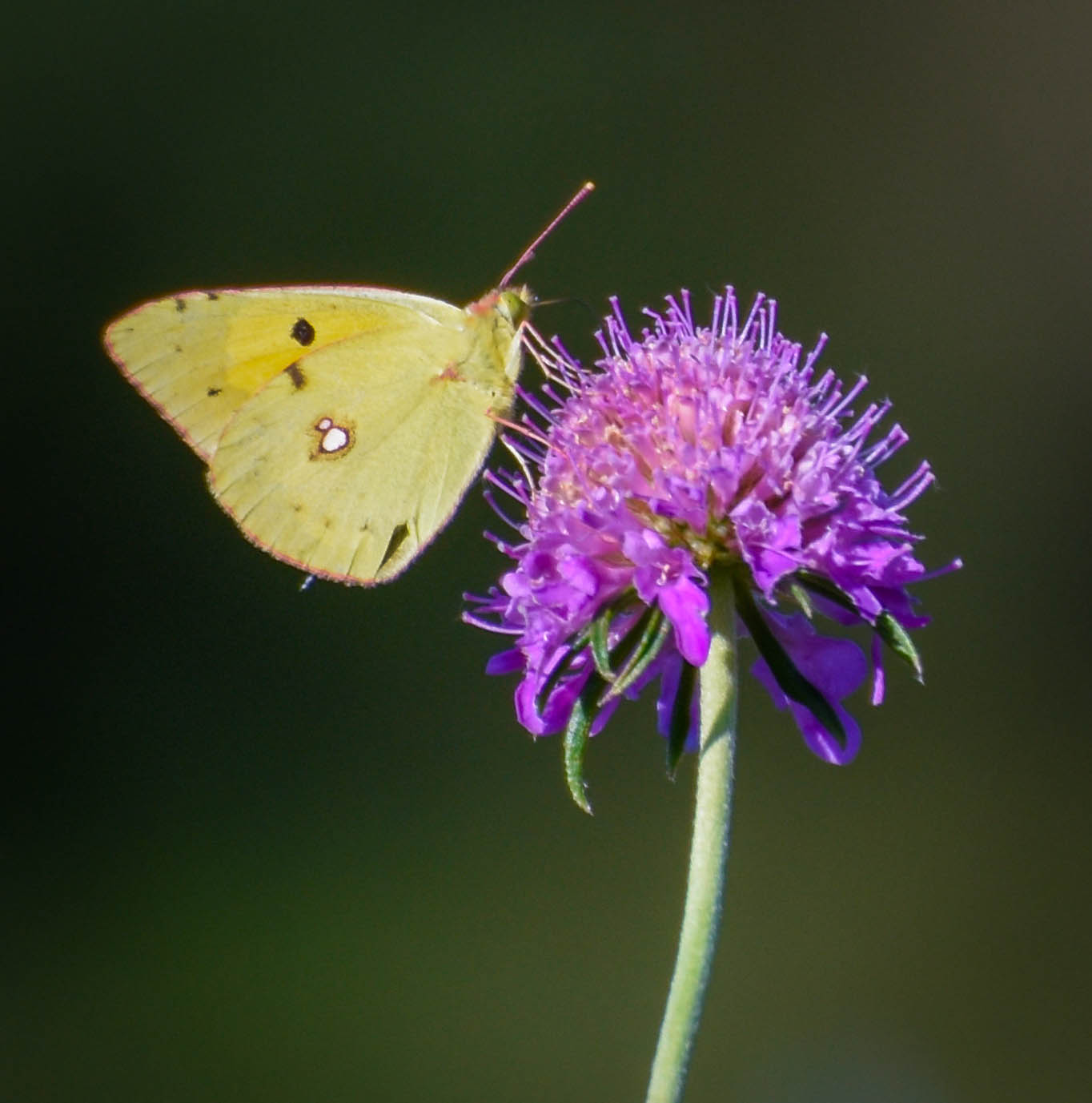 Colias crocea