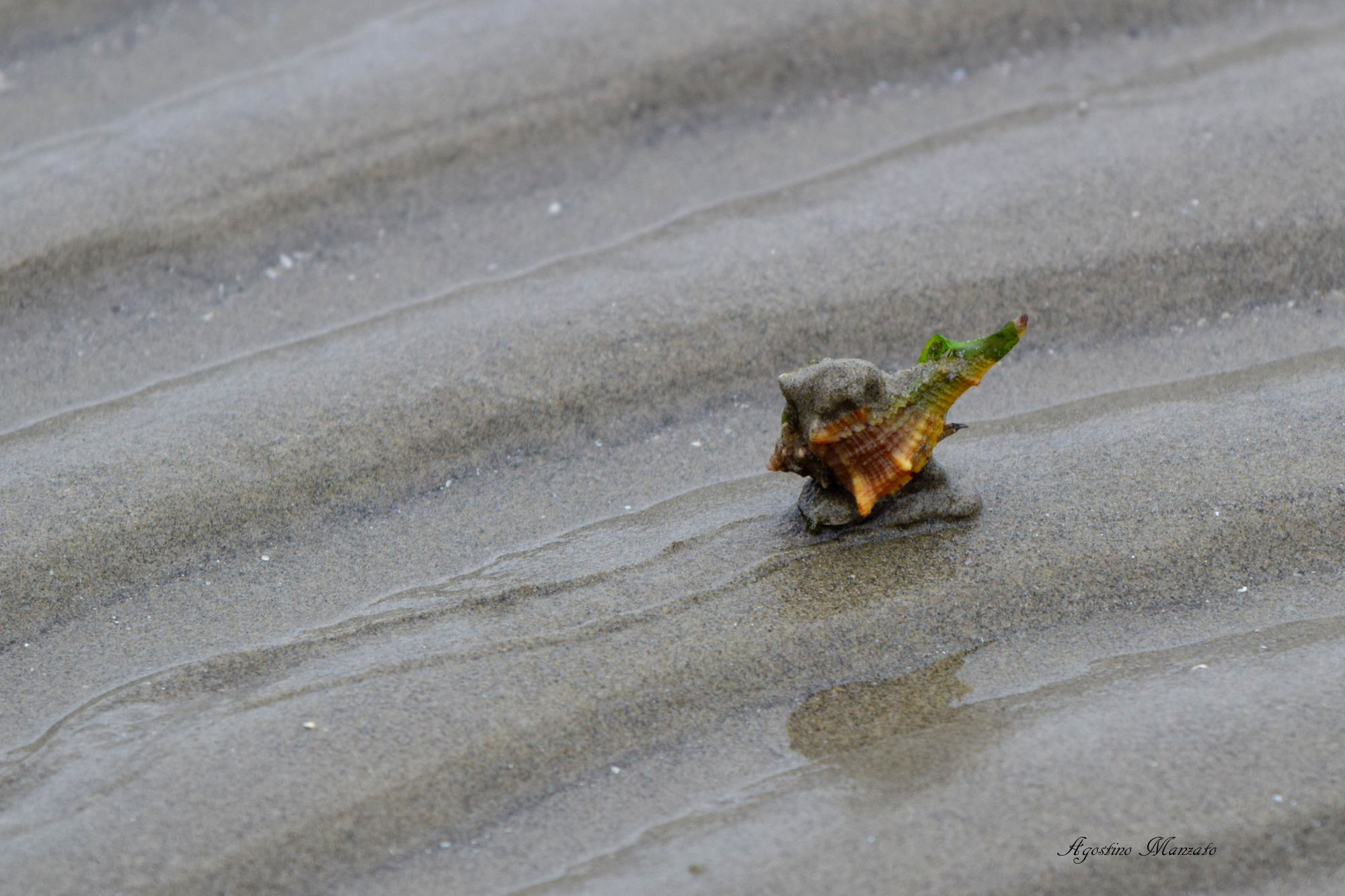 Cammina, cammina, con la sua casina...