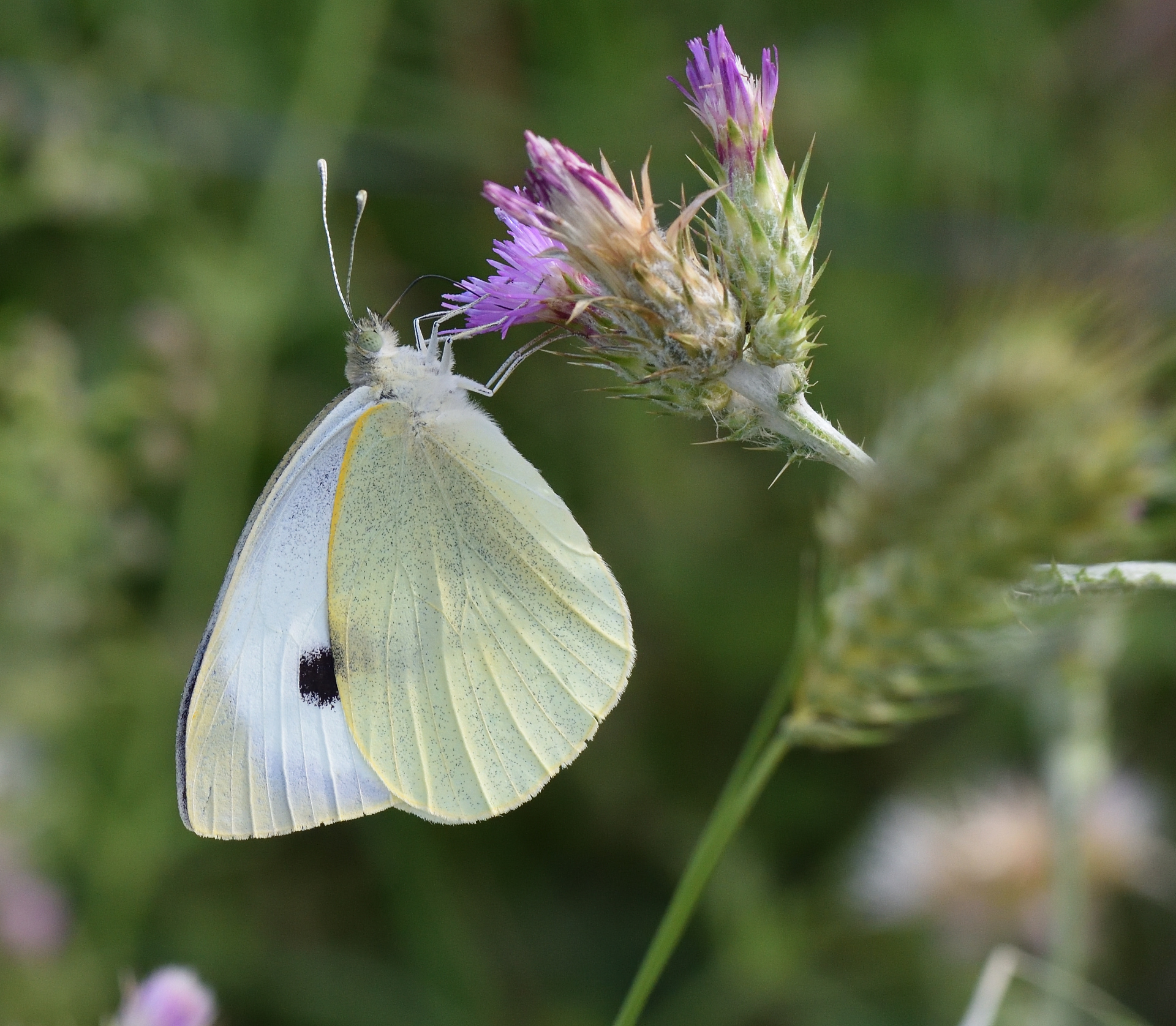Major cavola on Thistle Flower.