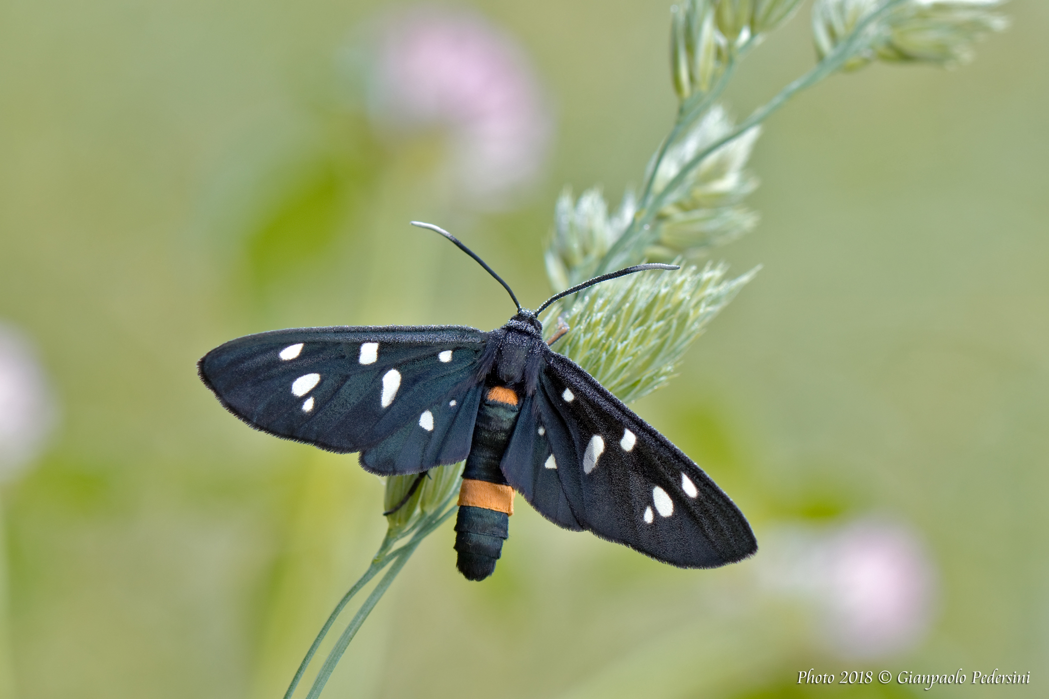 Beloved (Syntomis) Phegea