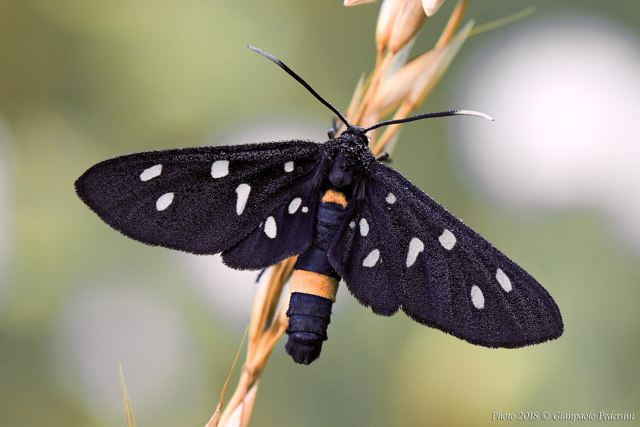 Beloved (Syntomis) Phegea 2