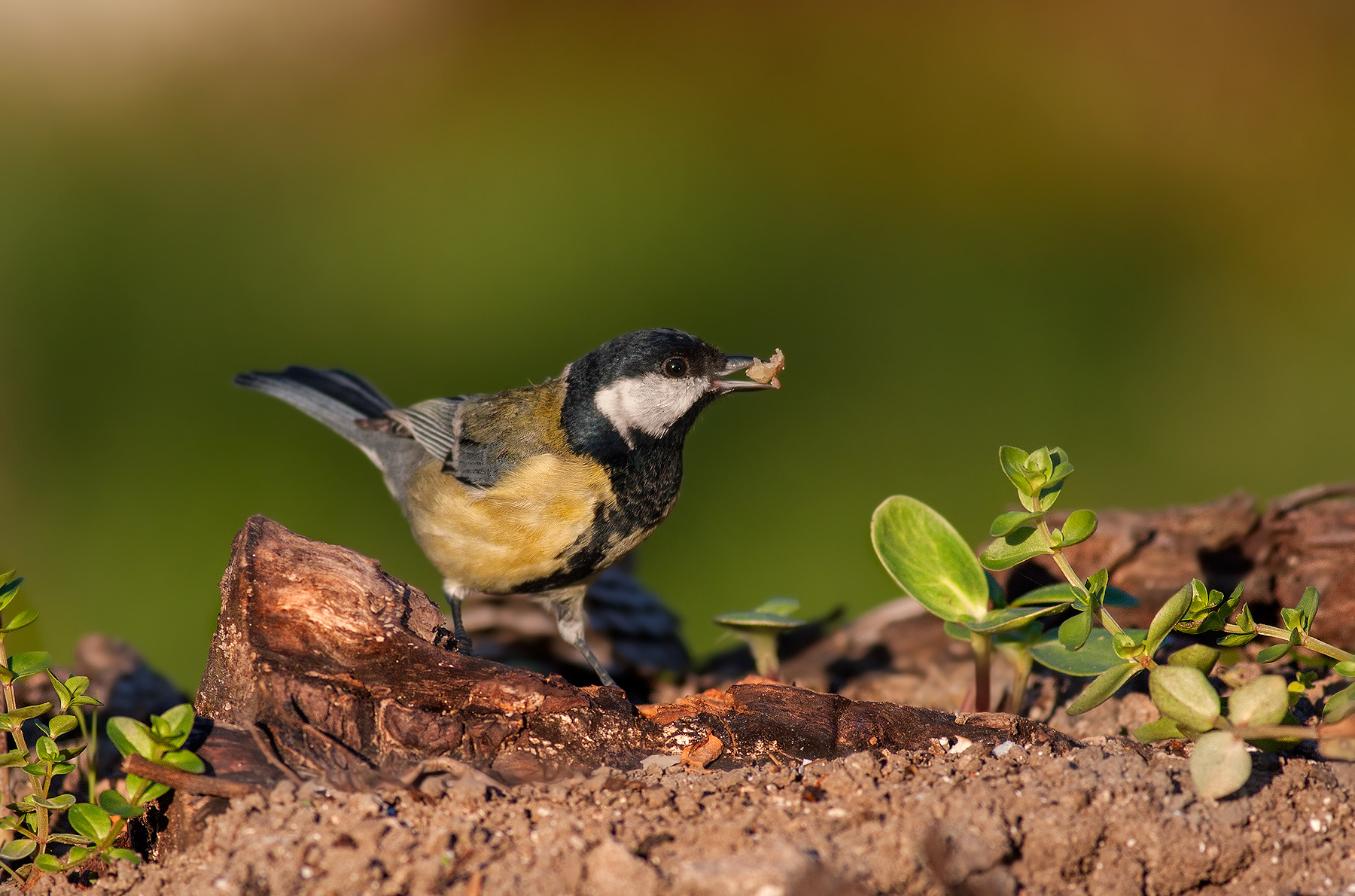 Cinciallegra al tramonto