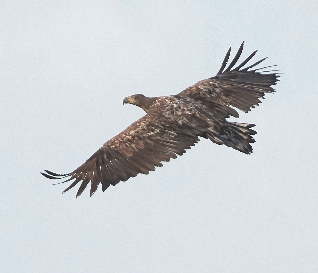 European Sea Eagle