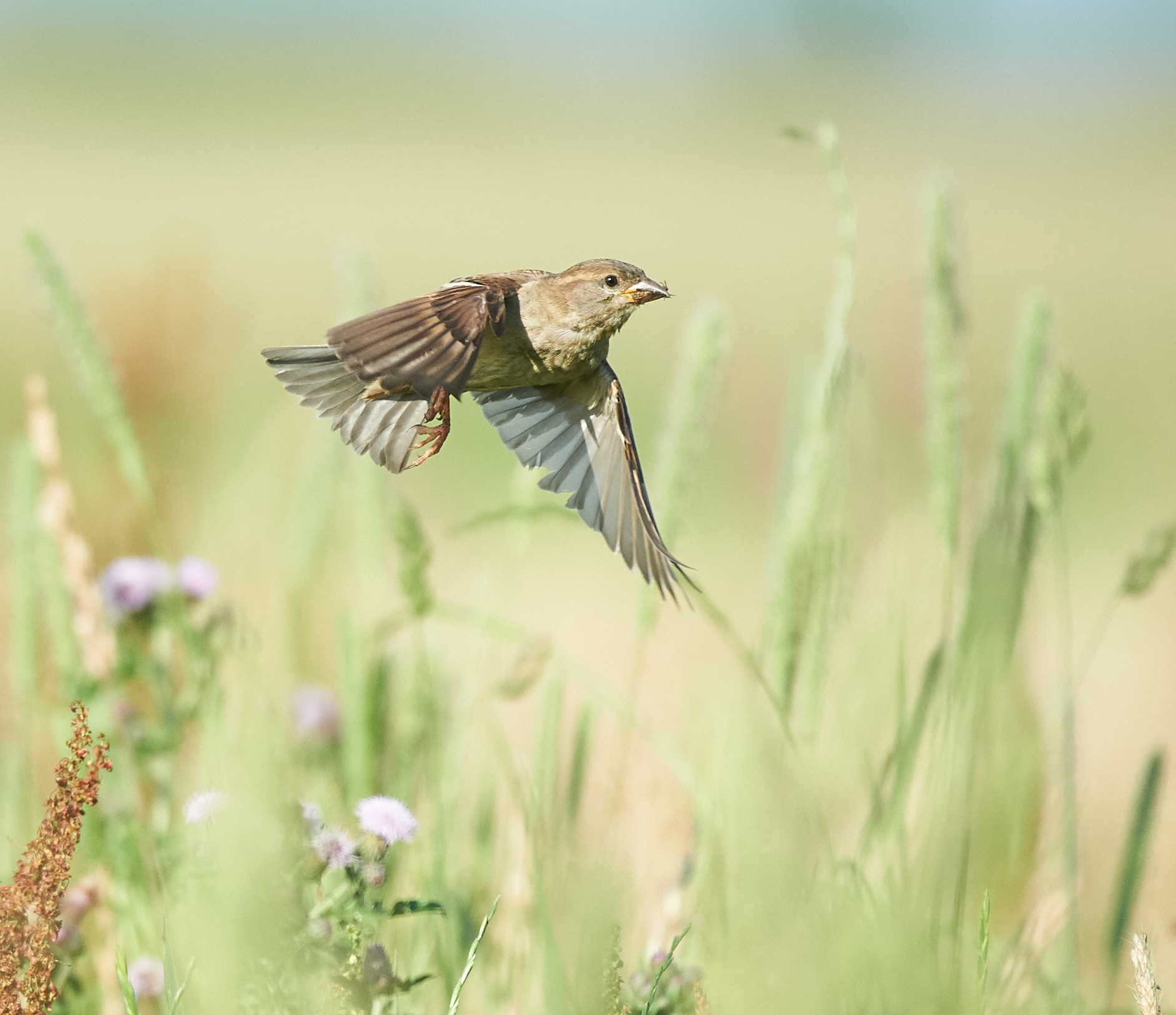 Homester insetto caccia