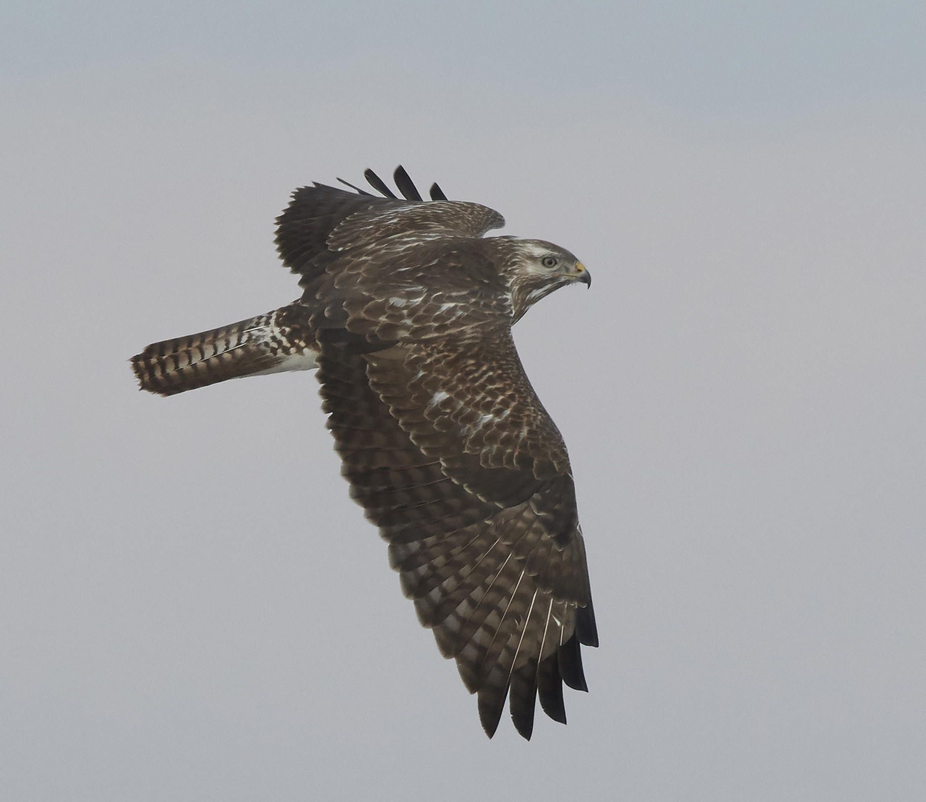 European Common Buzzard