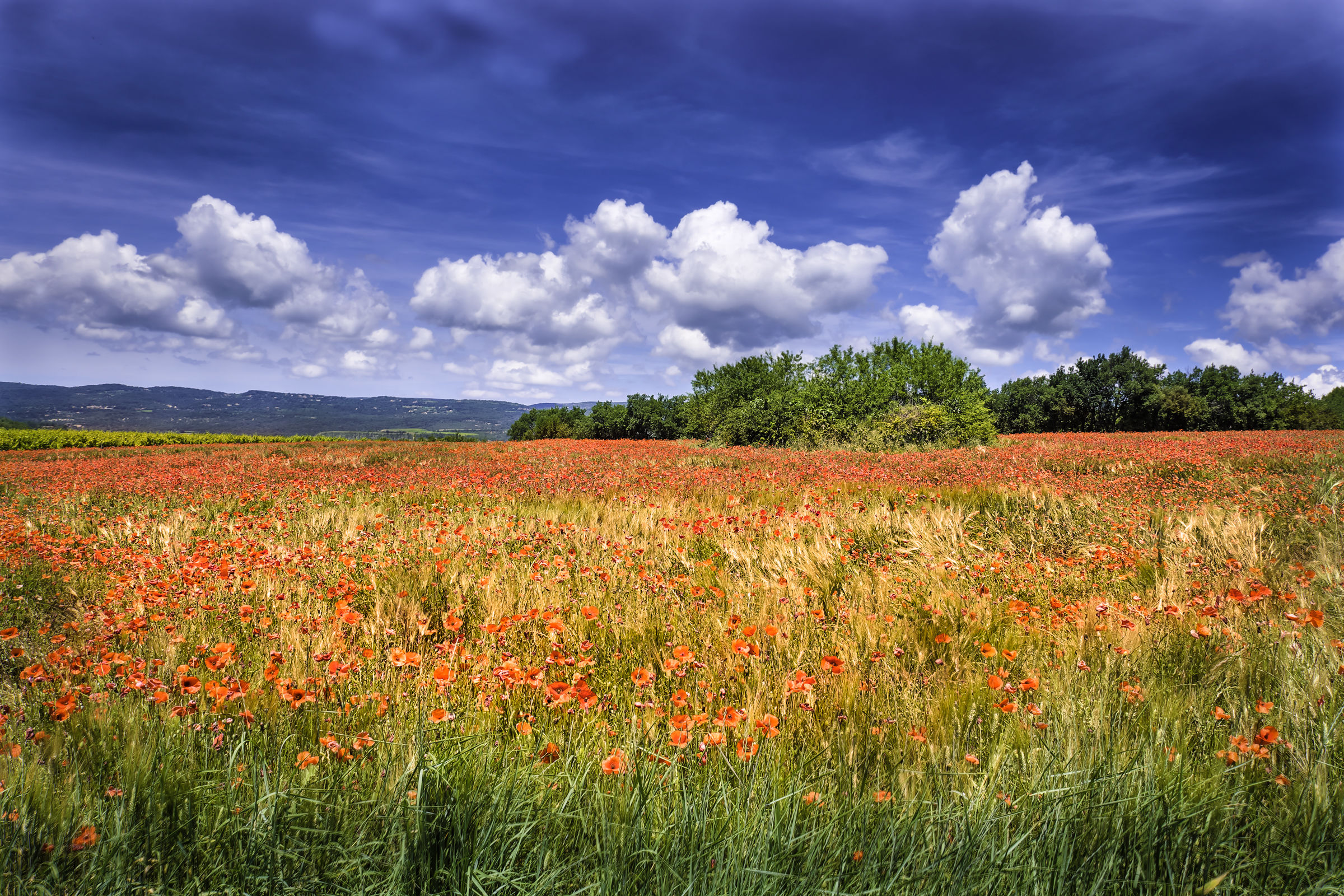 Glimpses of Provence