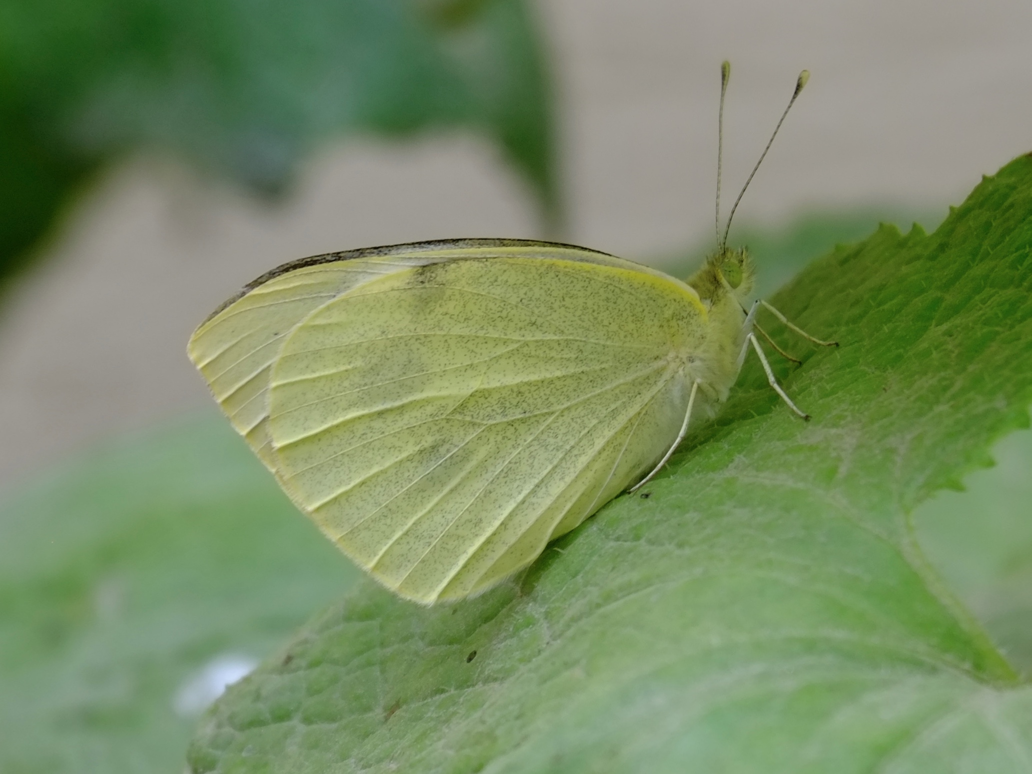 Green Butterfly