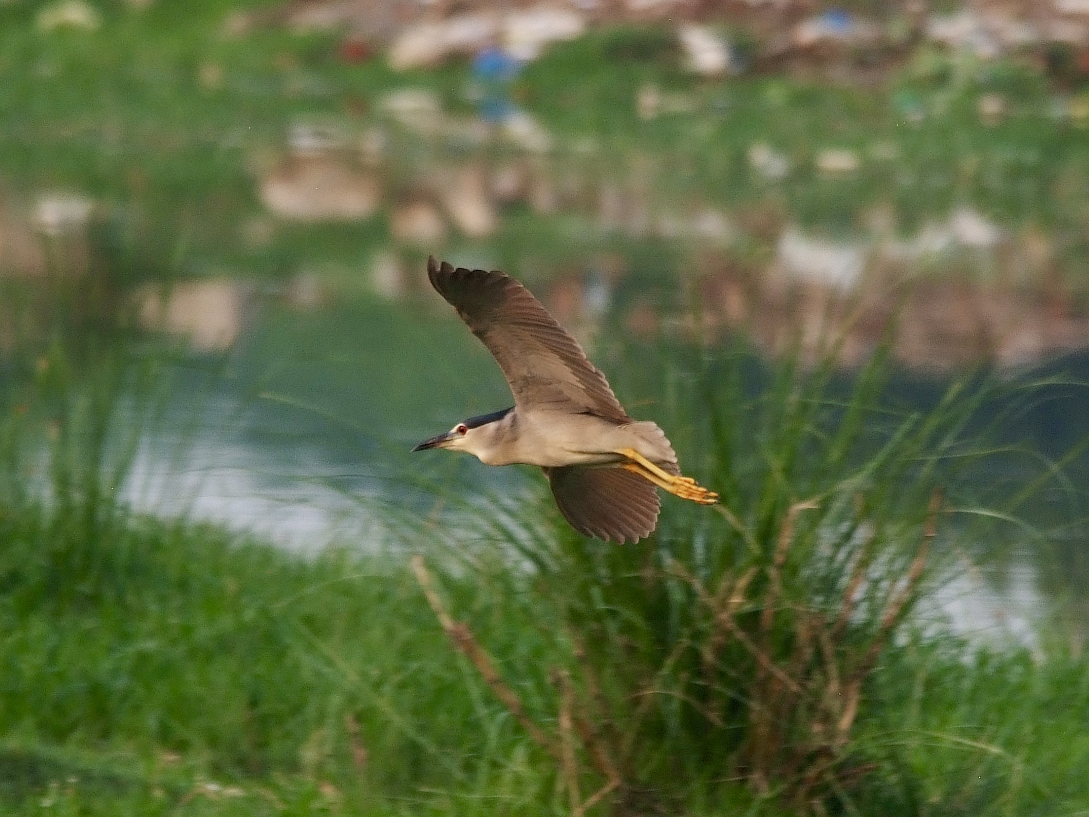 Heron in Flight
