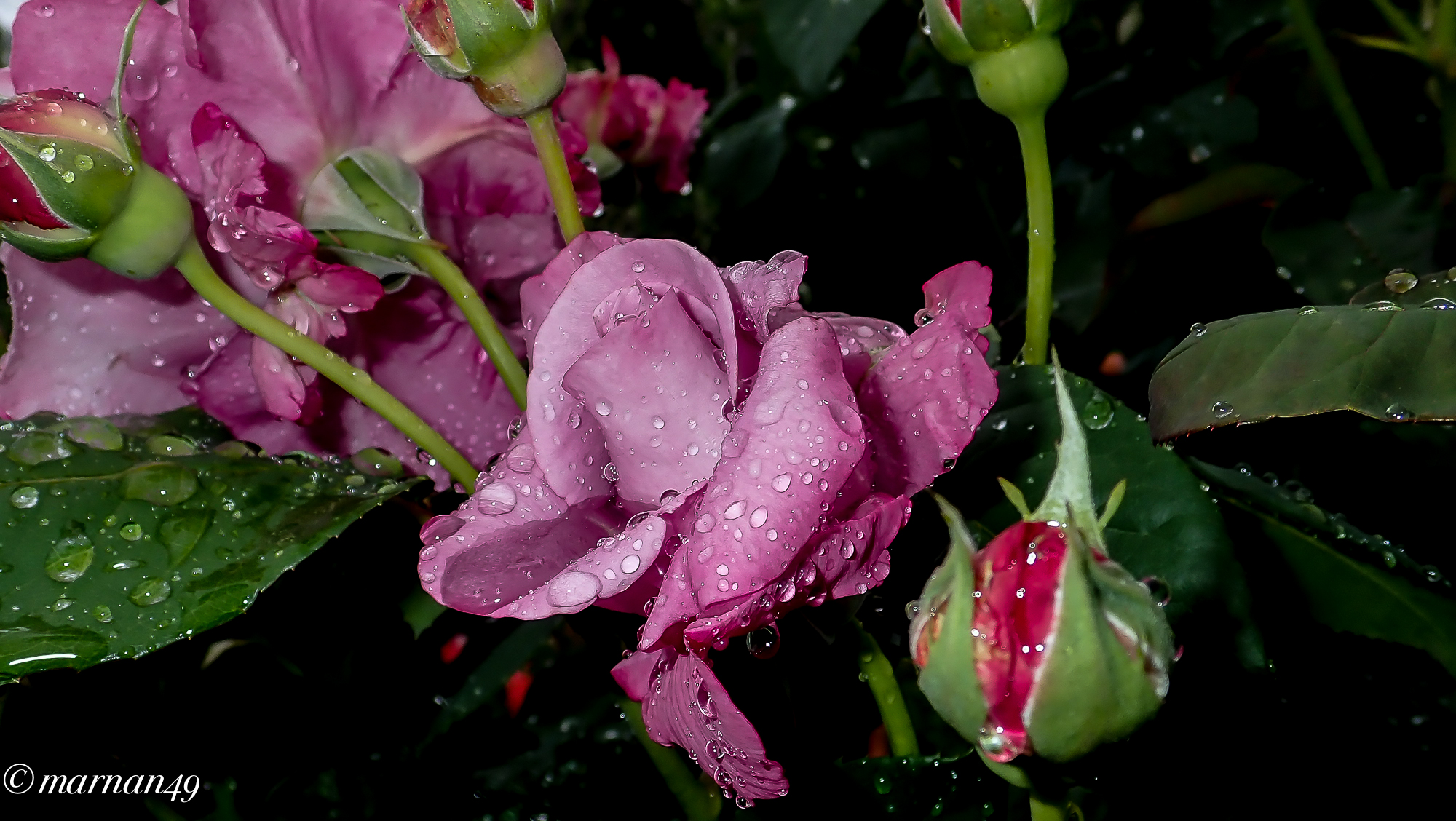 Roses under the Pioggia1