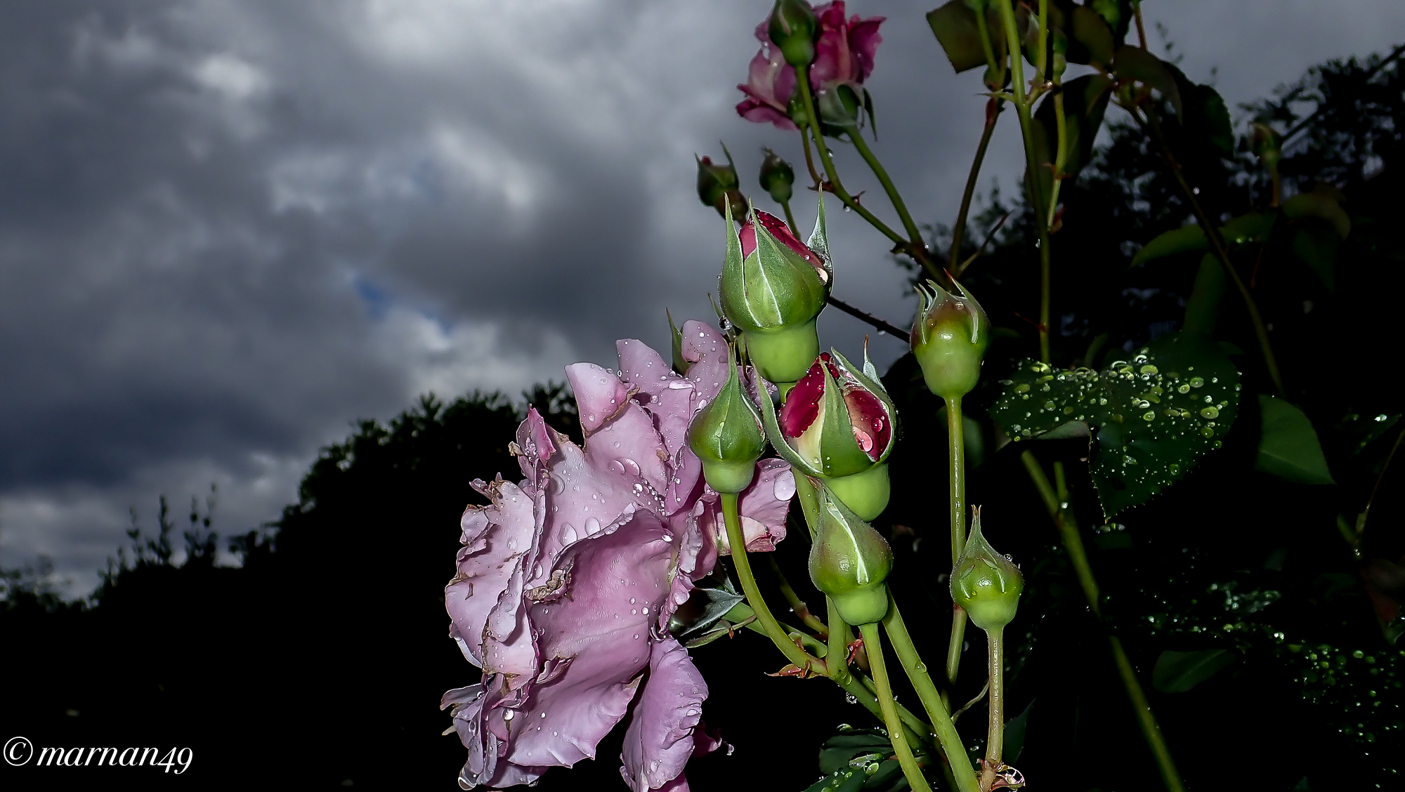 Roses under the PIOGGIA2
