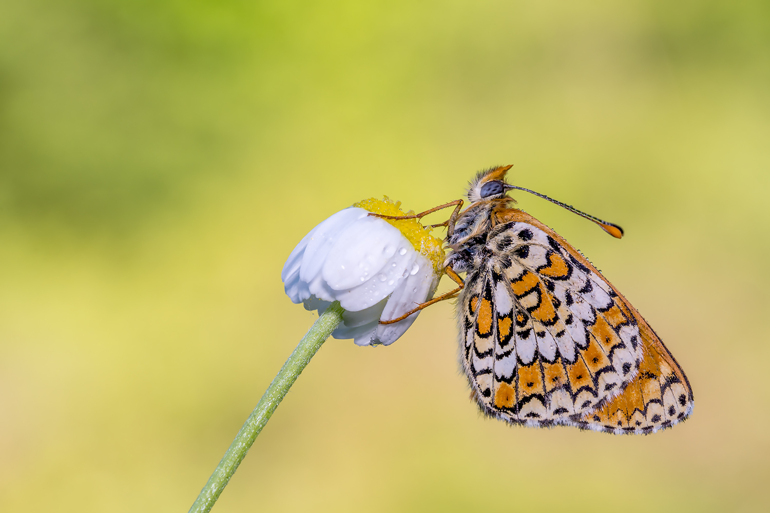 Melitaea